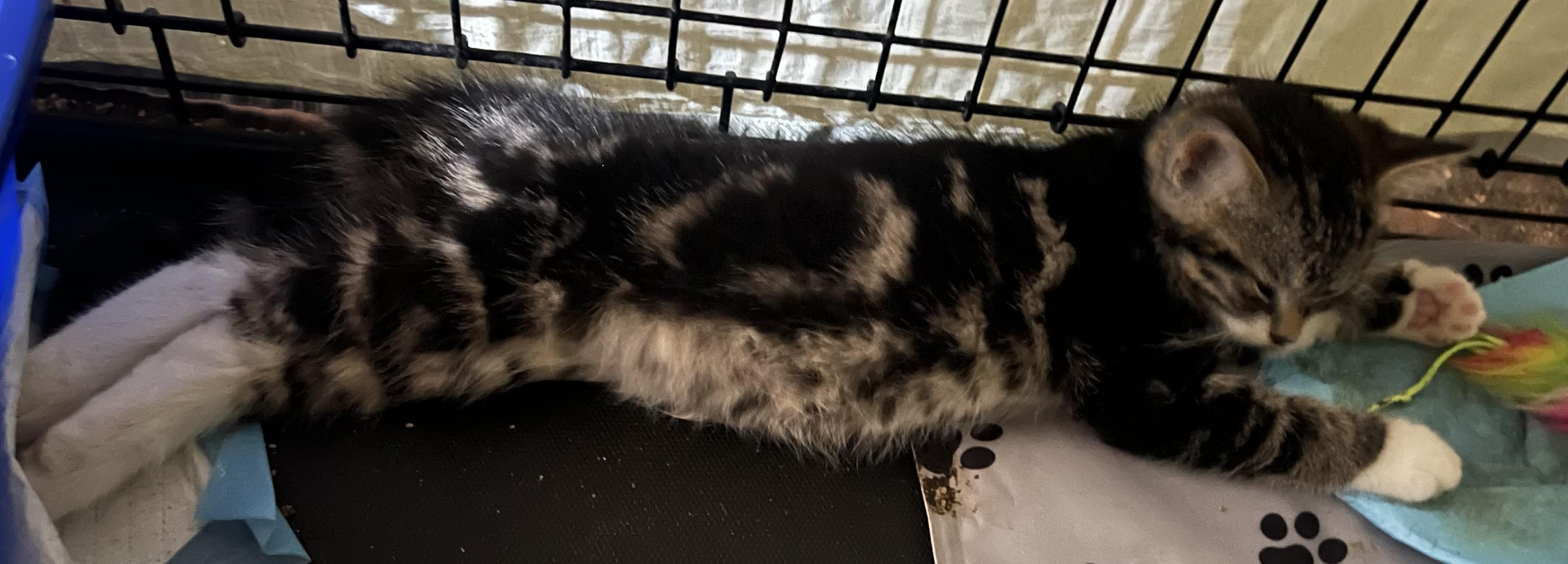 Pretzel, an adopted Domestic Short Hair in Hamilton, ON image 2/5