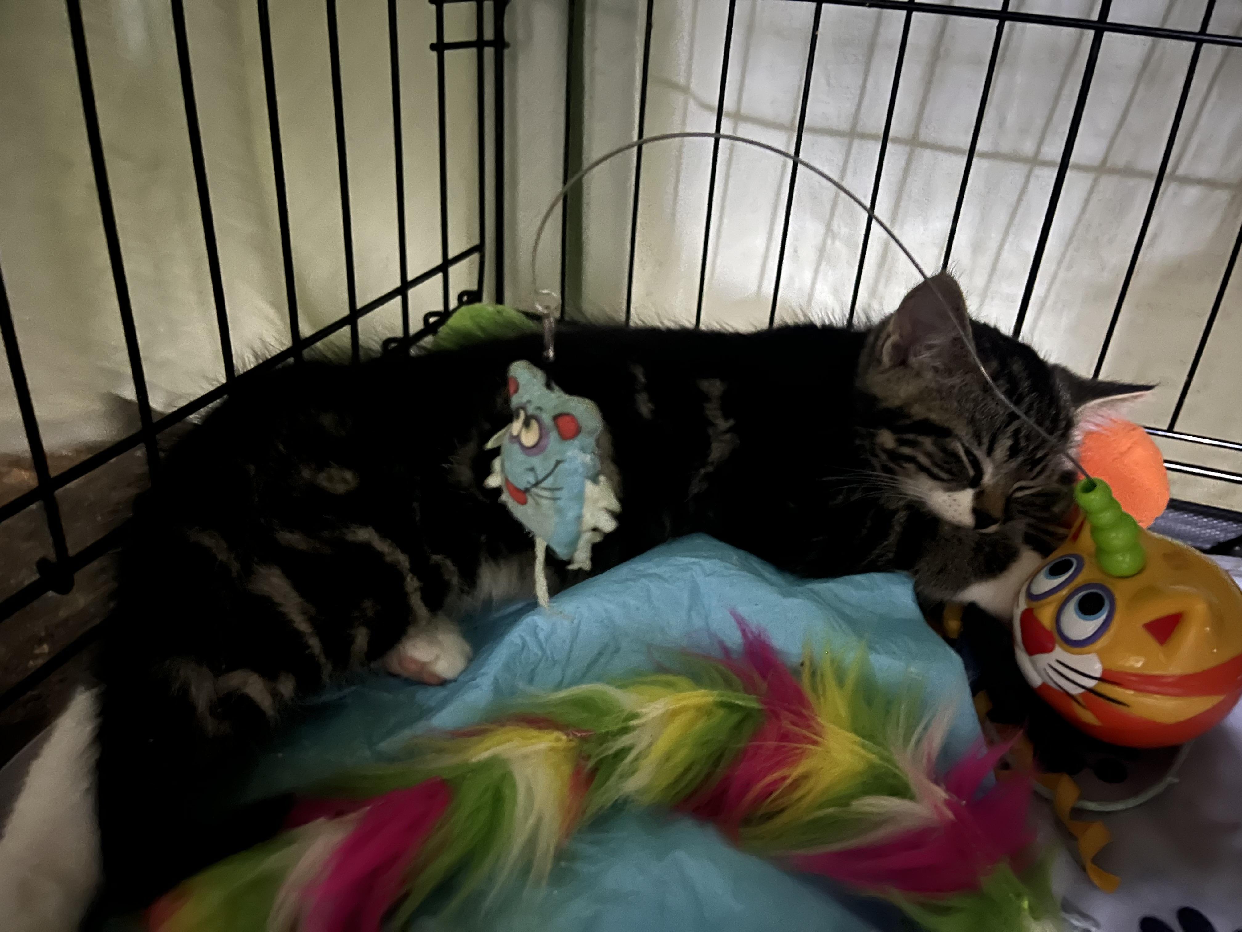 Pretzel, an adopted Domestic Short Hair in Hamilton, ON image 3/5