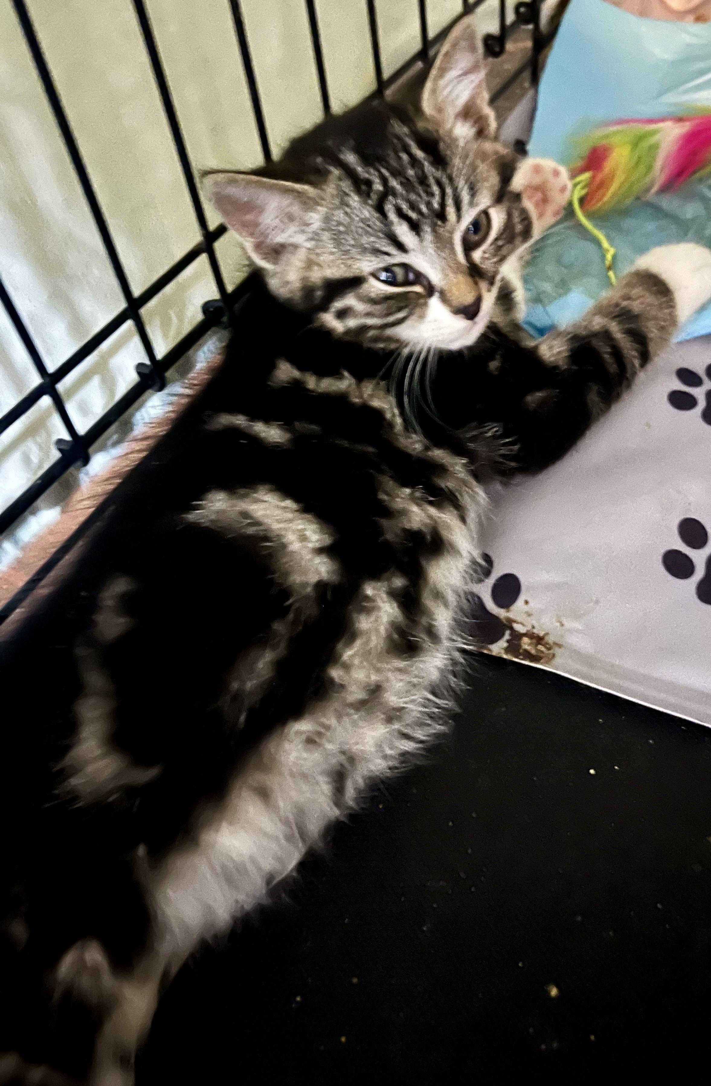 Pretzel, an adopted Domestic Short Hair in Hamilton, ON image 5/5