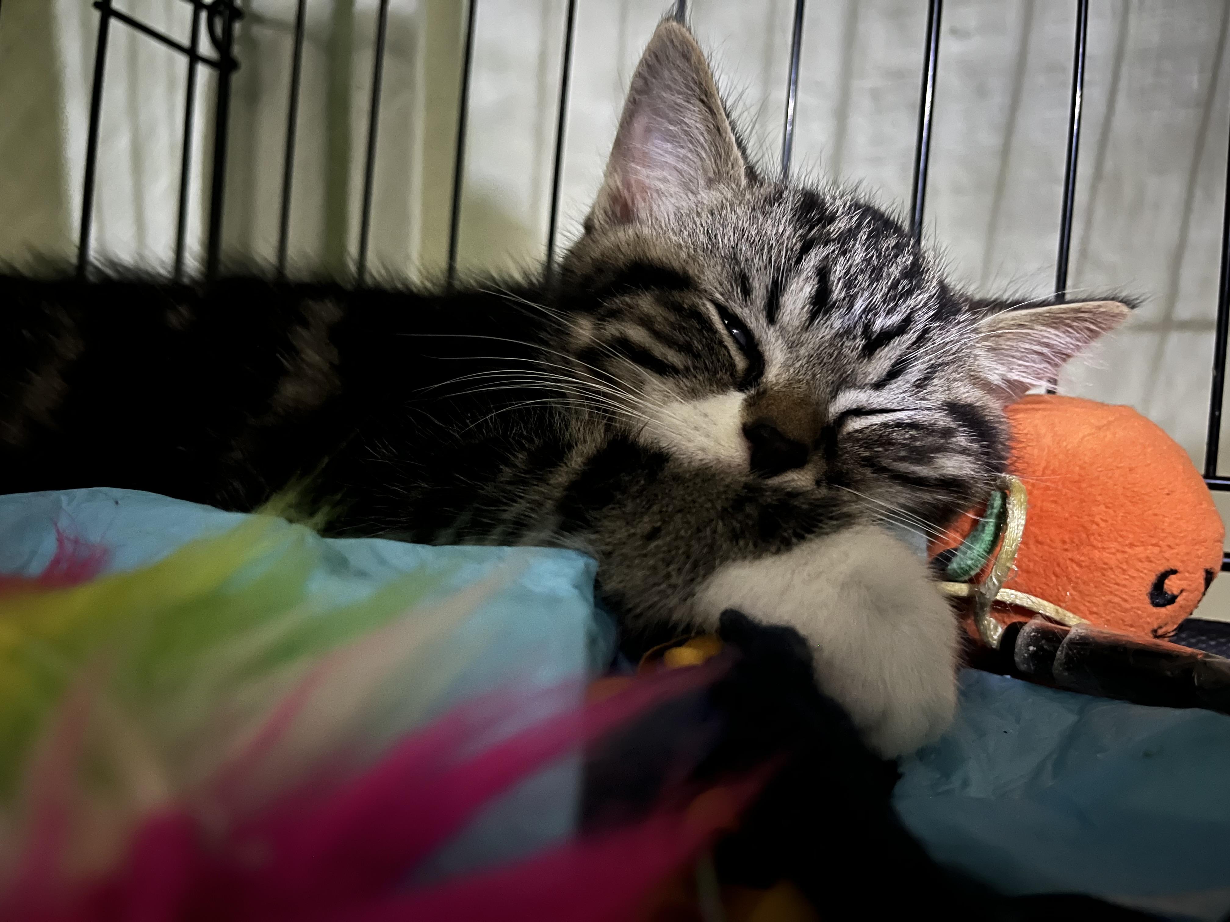 Pretzel, an adopted Domestic Short Hair in Hamilton, ON image 4/5