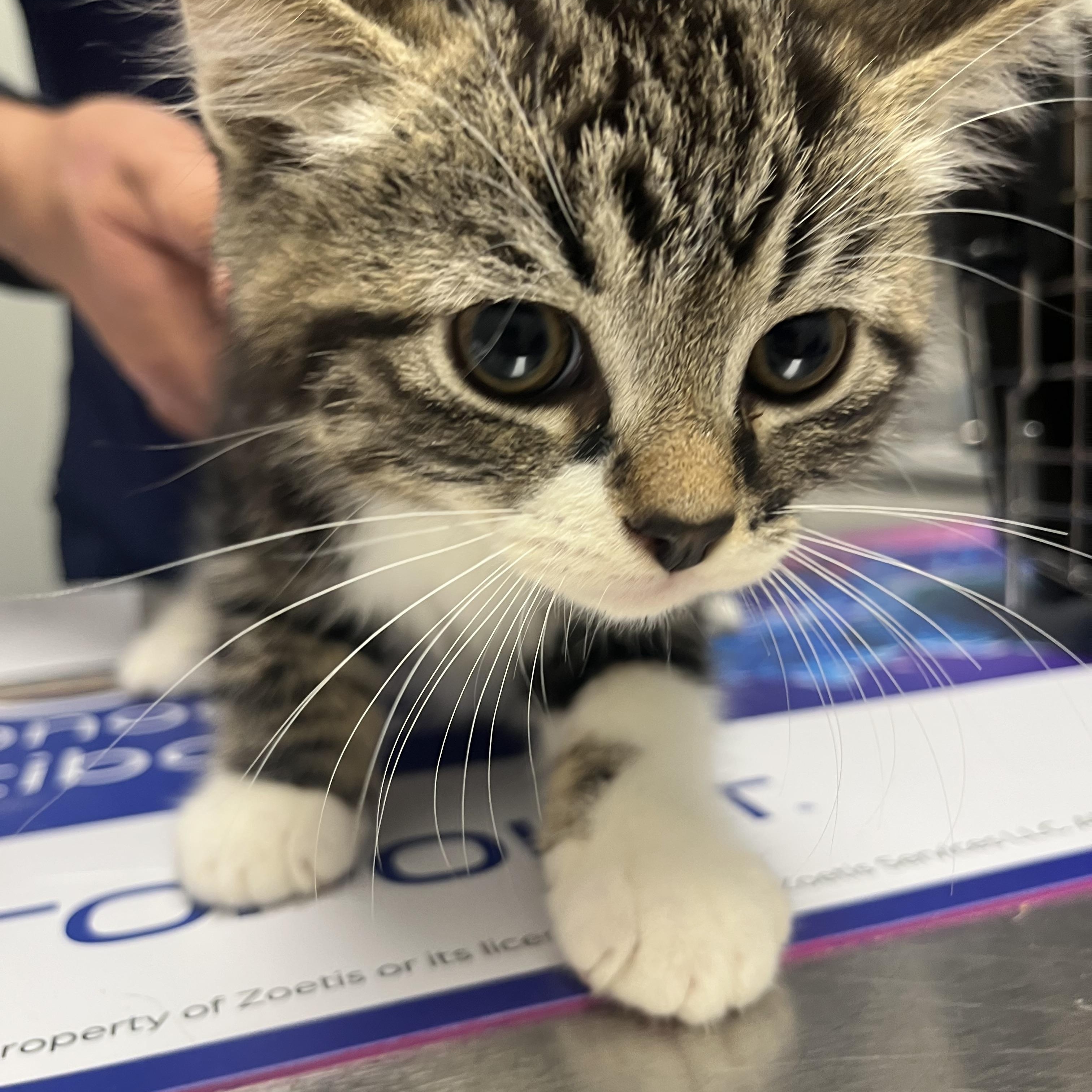 Pretzel, adopted, Kitten Male Domestic Short Hair.