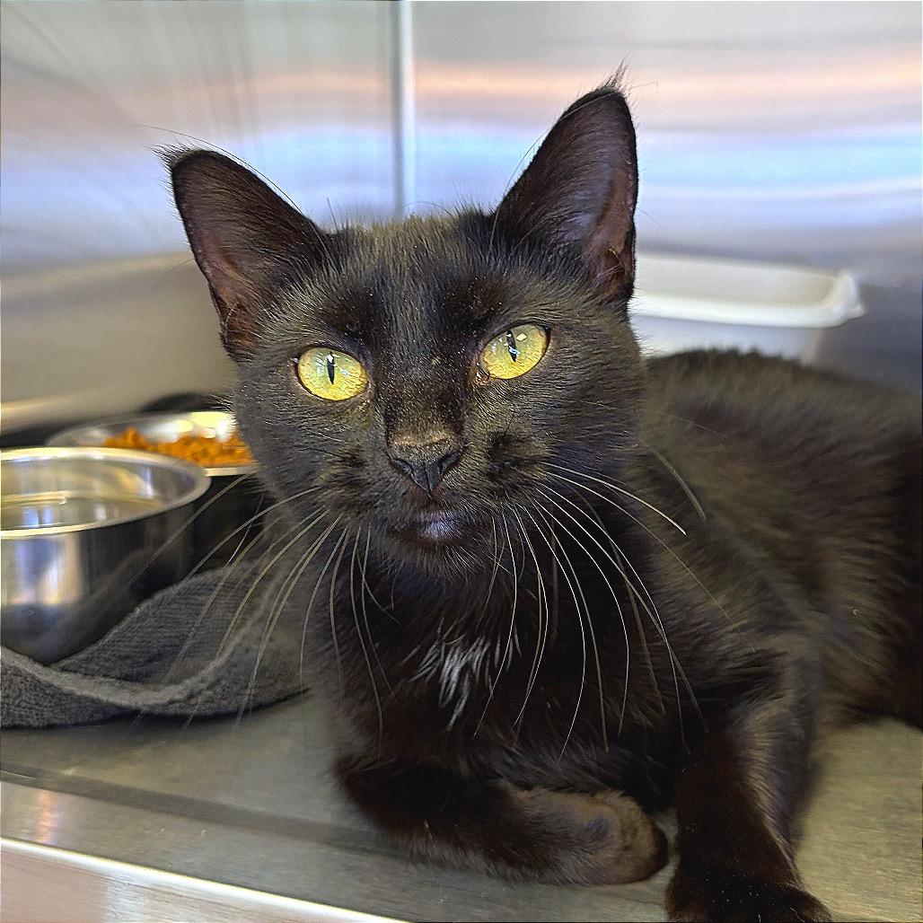 Butter Shrimp, Adoptable, Young Female Domestic Short Hair.