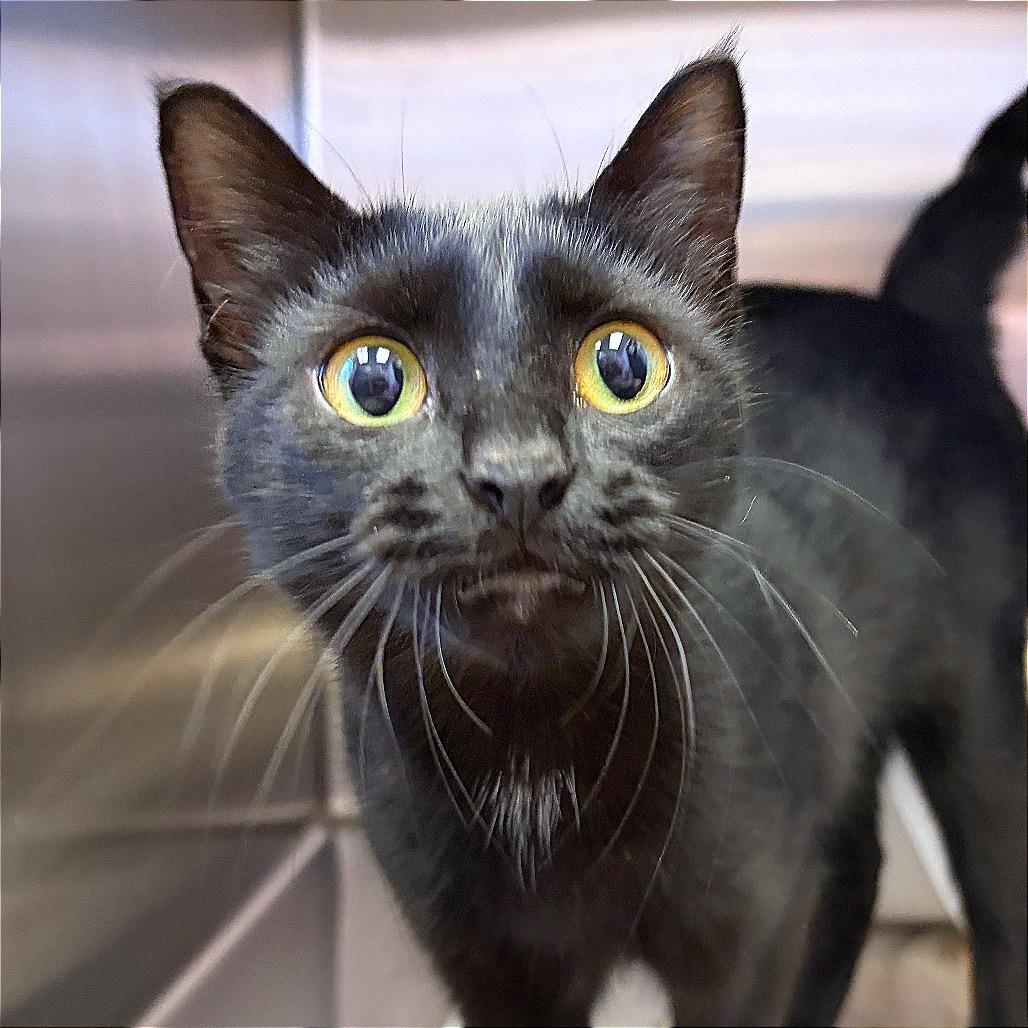 Enlarge Butter Shrimp, a Adoptable Domestic Short Hair in Hannibal, MO image 2/3