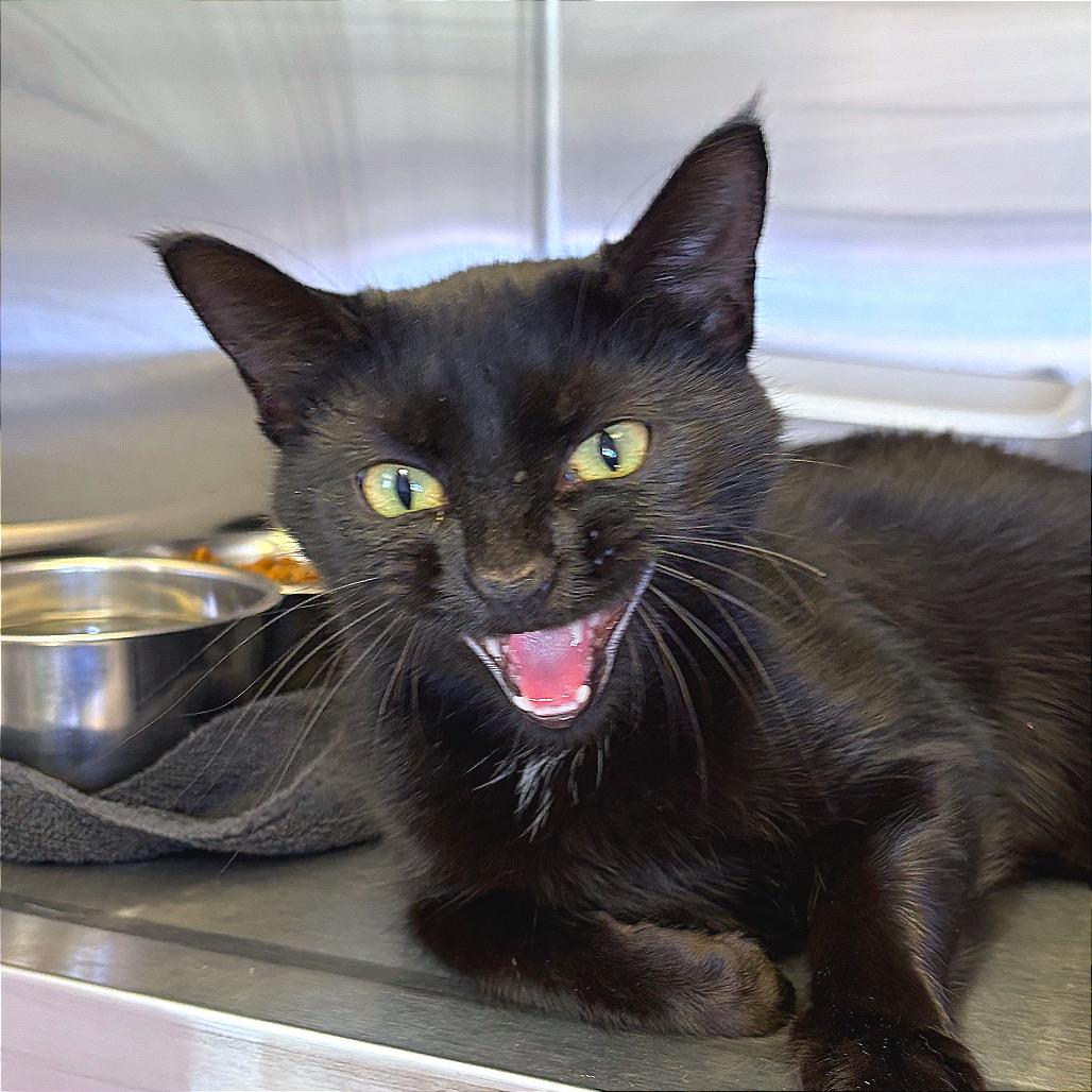 Enlarge Butter Shrimp, a Adoptable Domestic Short Hair in Hannibal, MO image 3/3