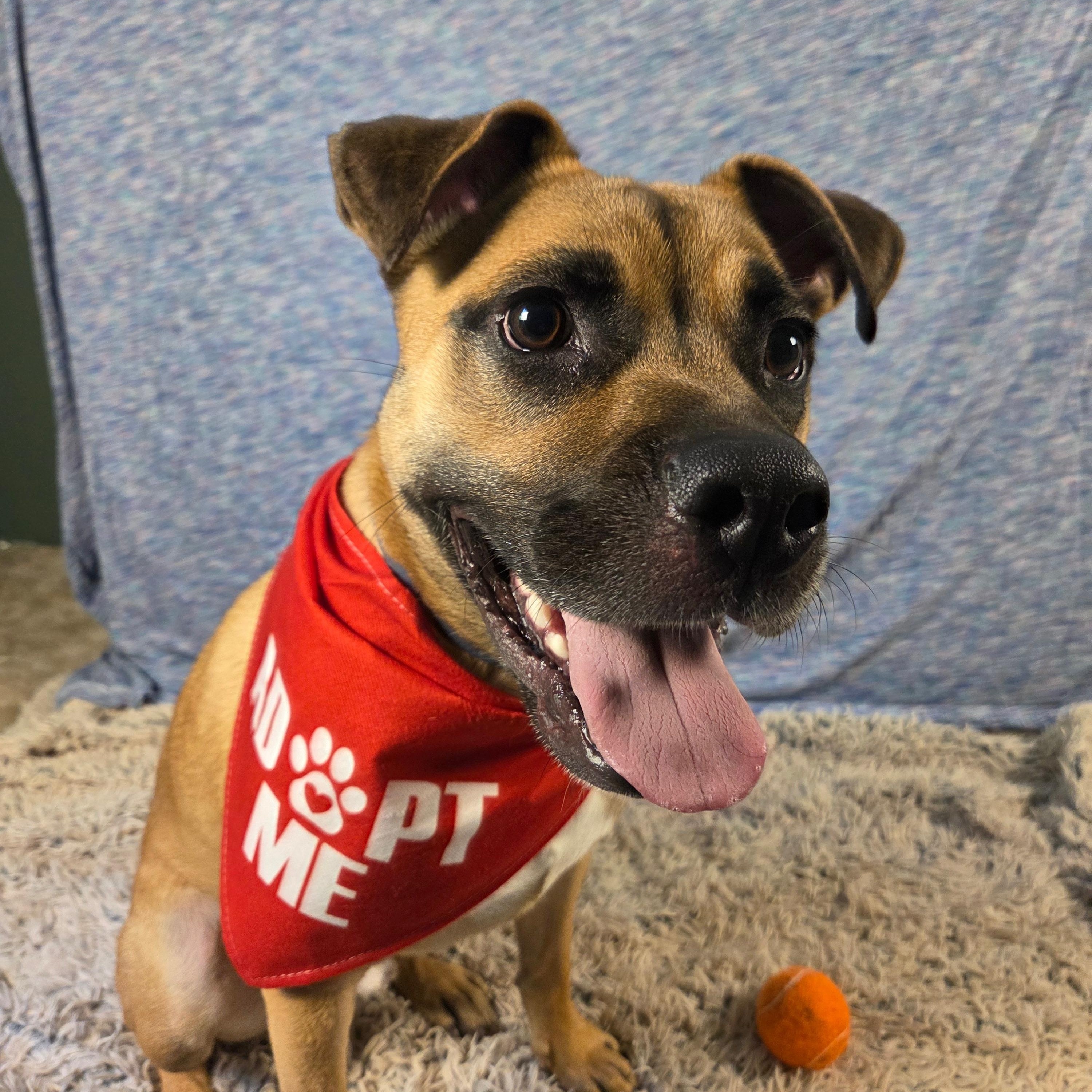 Enlarge Arlo, a Adopted mixed breed in RIDGEFIELD, NJ image 4/5