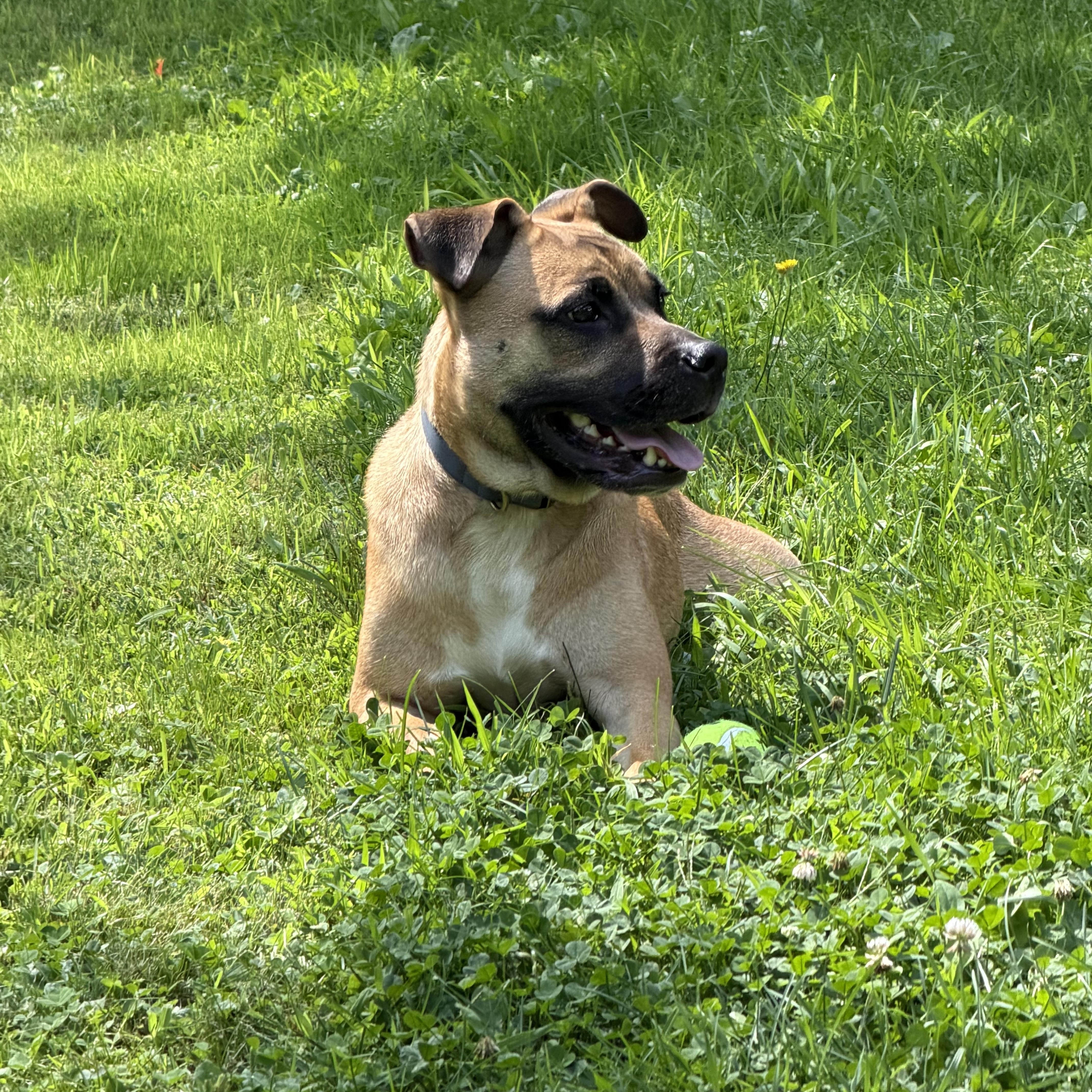 Enlarge Arlo, a Adopted mixed breed in RIDGEFIELD, NJ image 5/5