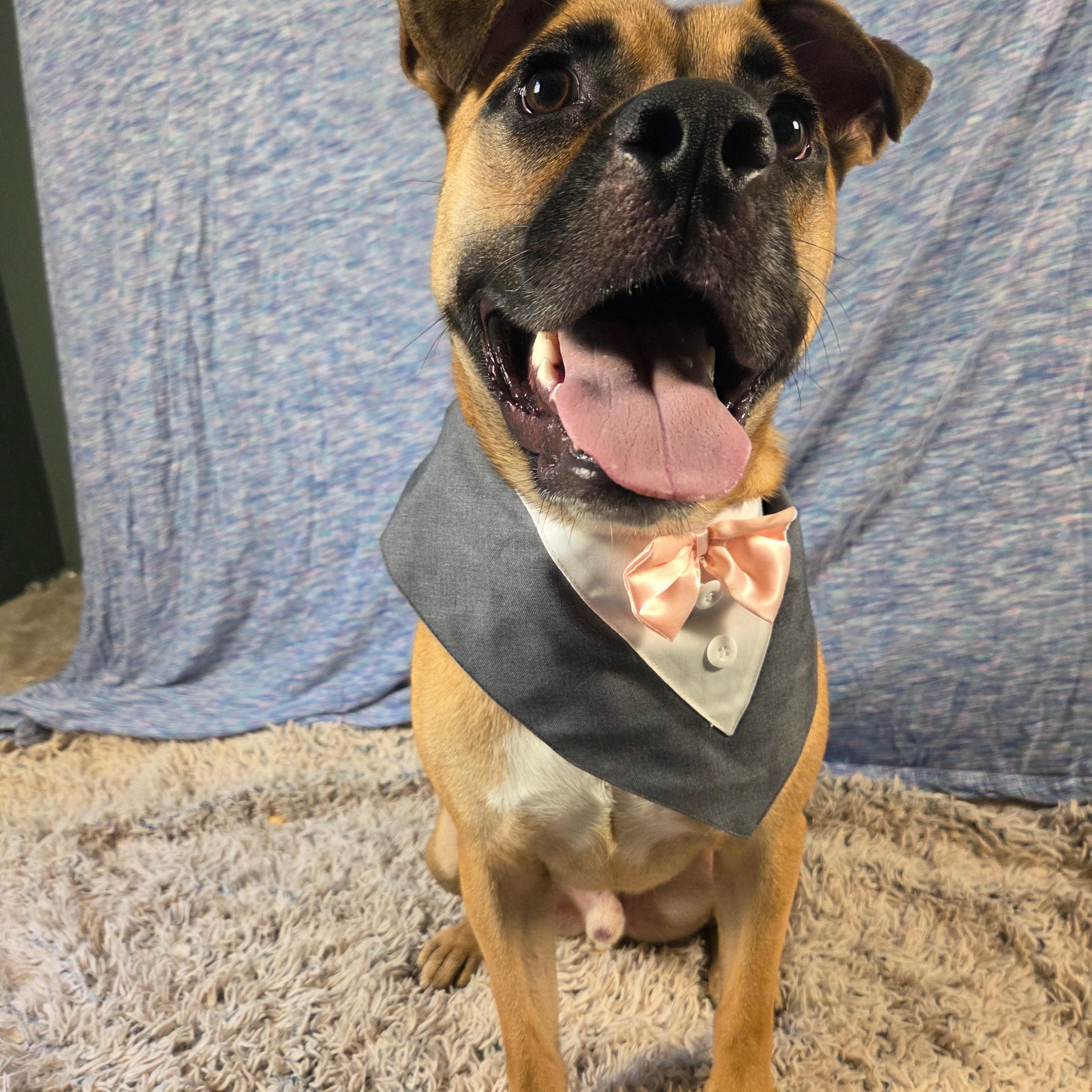 Enlarge Arlo, a Adopted mixed breed in RIDGEFIELD, NJ image 2/5