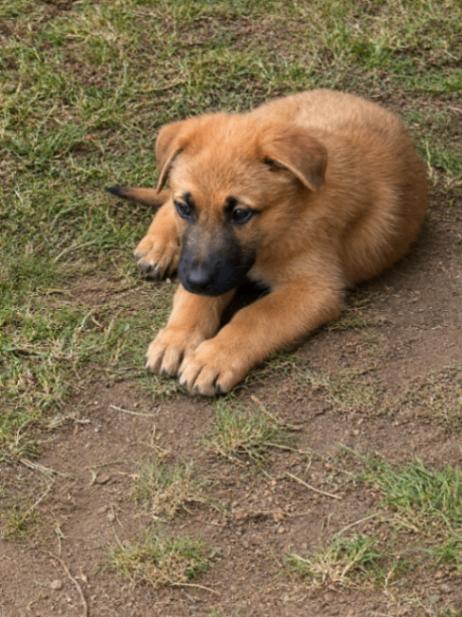 Enlarge Tallis, a Adoptable mixed breed in Seattle, WA image 1/1