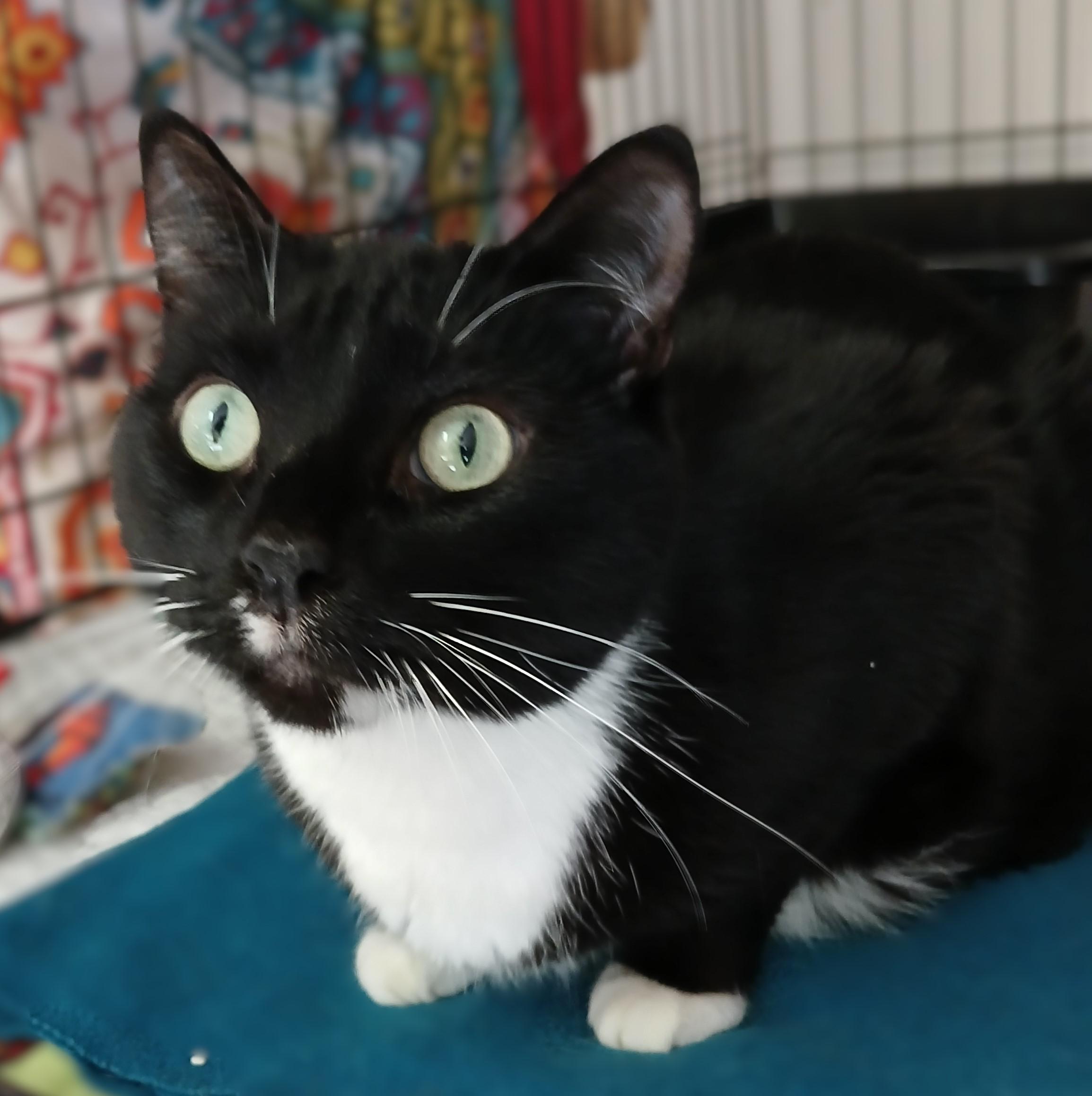 Tugger, a Adoptable mixed breed in Germansville, PA image 1/4