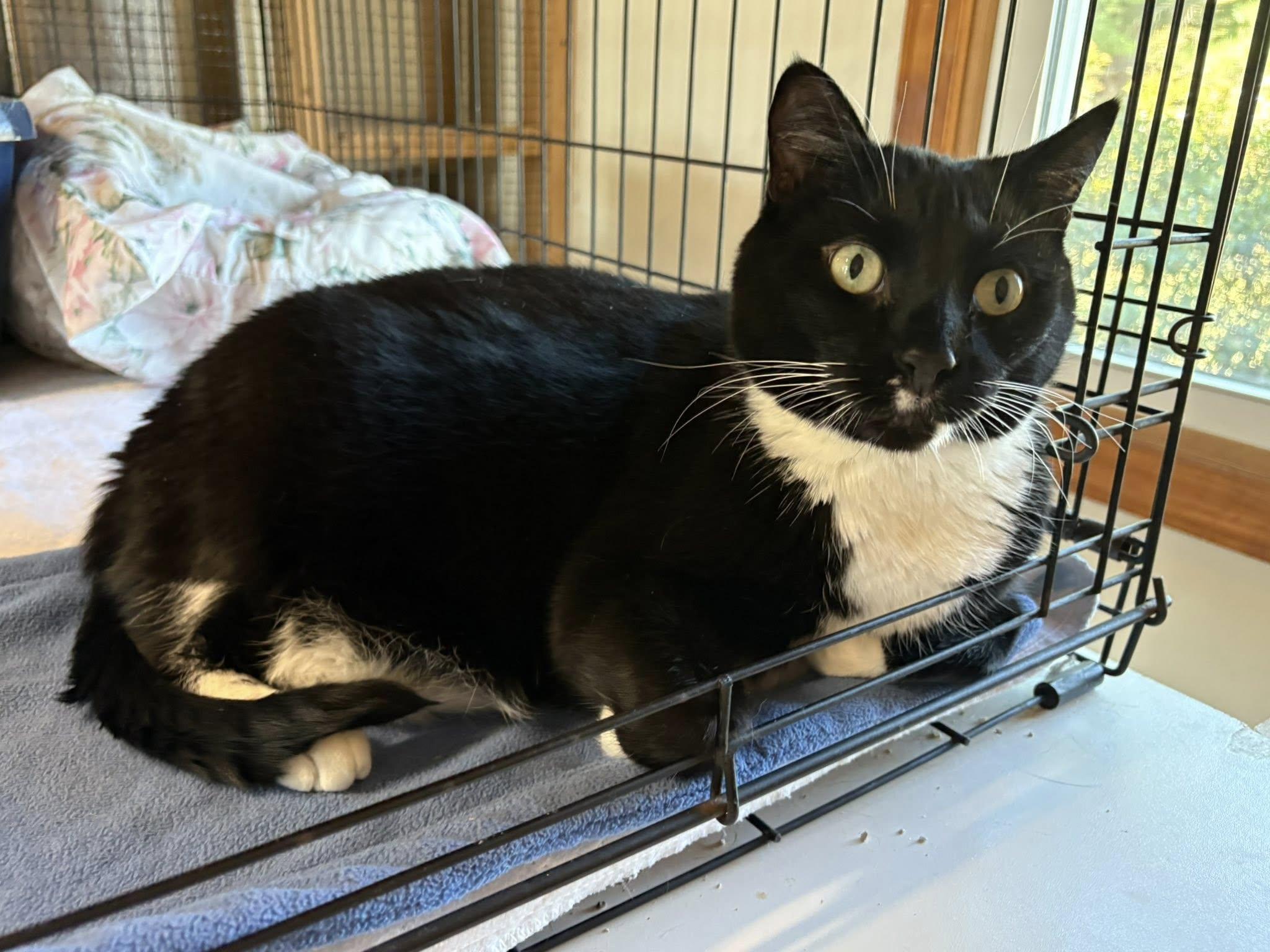 Tugger, a Adoptable mixed breed in Germansville, PA image 2/4