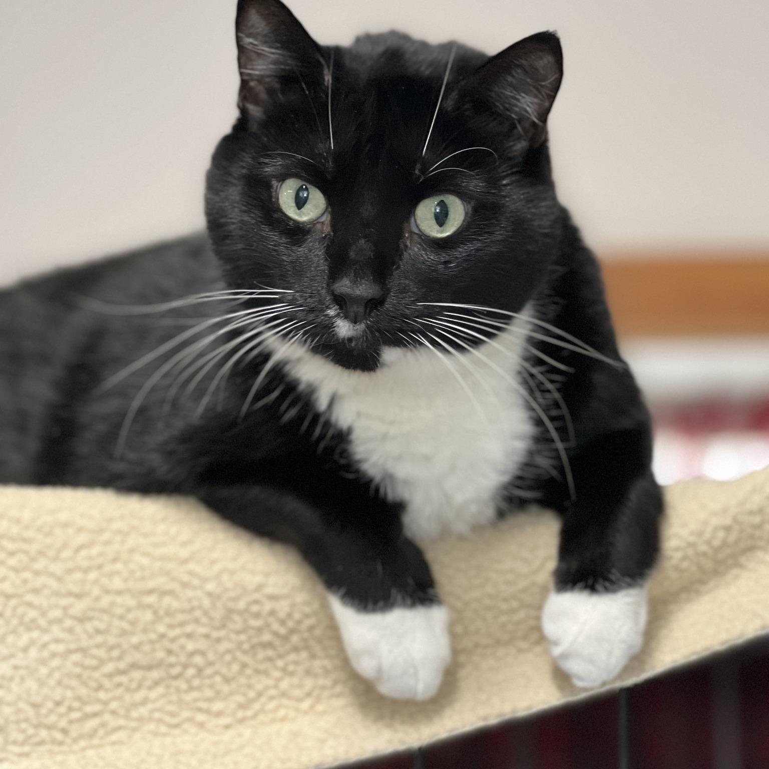 Enlarge Tugger, a Adoptable mixed breed in Germansville, PA image 1/4