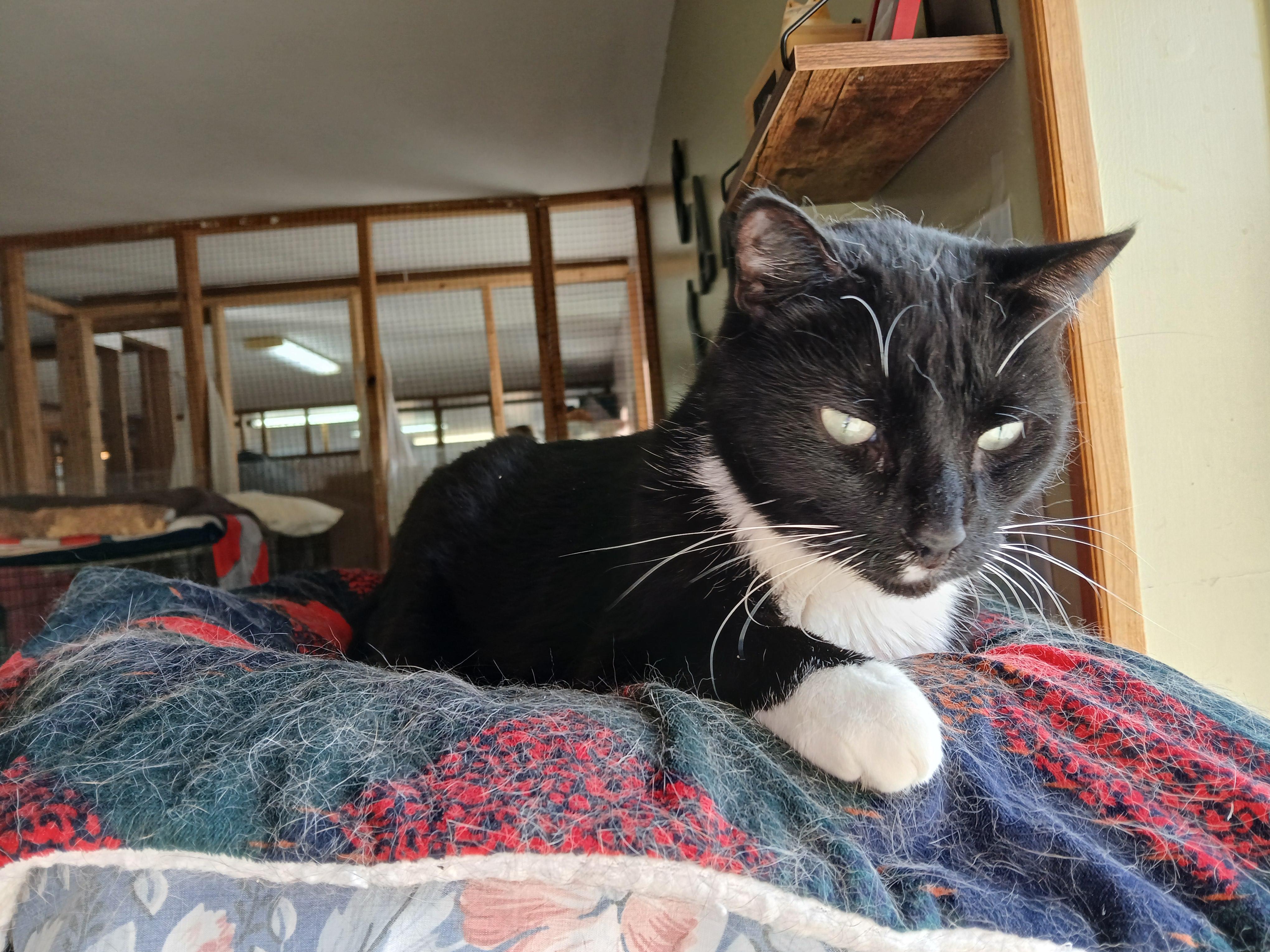 Tugger, a Adoptable mixed breed in Germansville, PA image 4/4