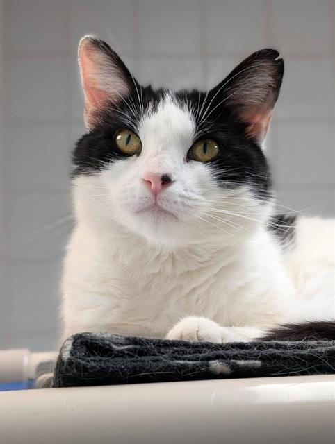 PRUE, Adoptable, Adult Female Domestic Short Hair.