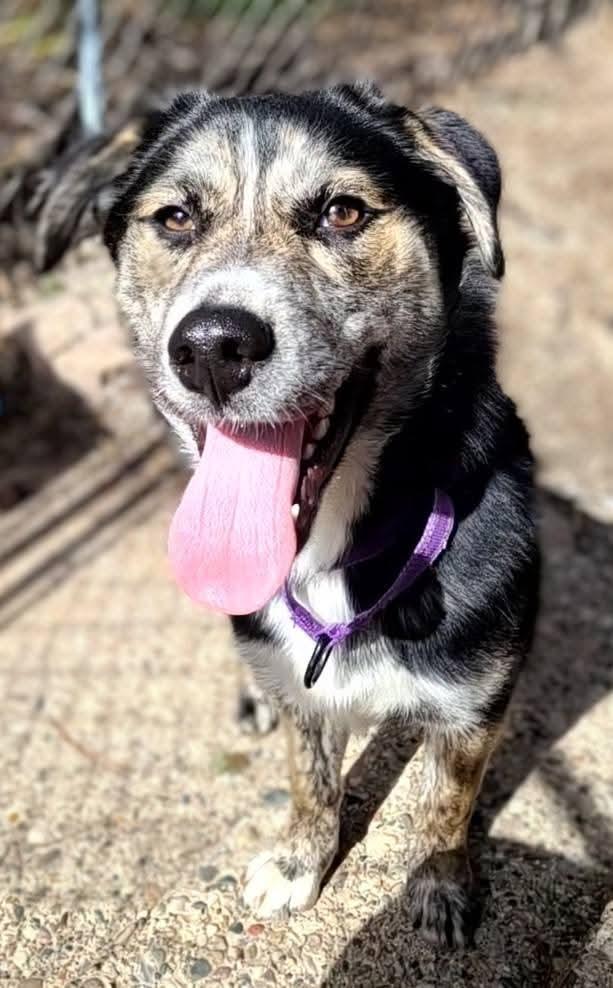 Holly, ADOPTABLE, Puppy Female Mixed Breed.