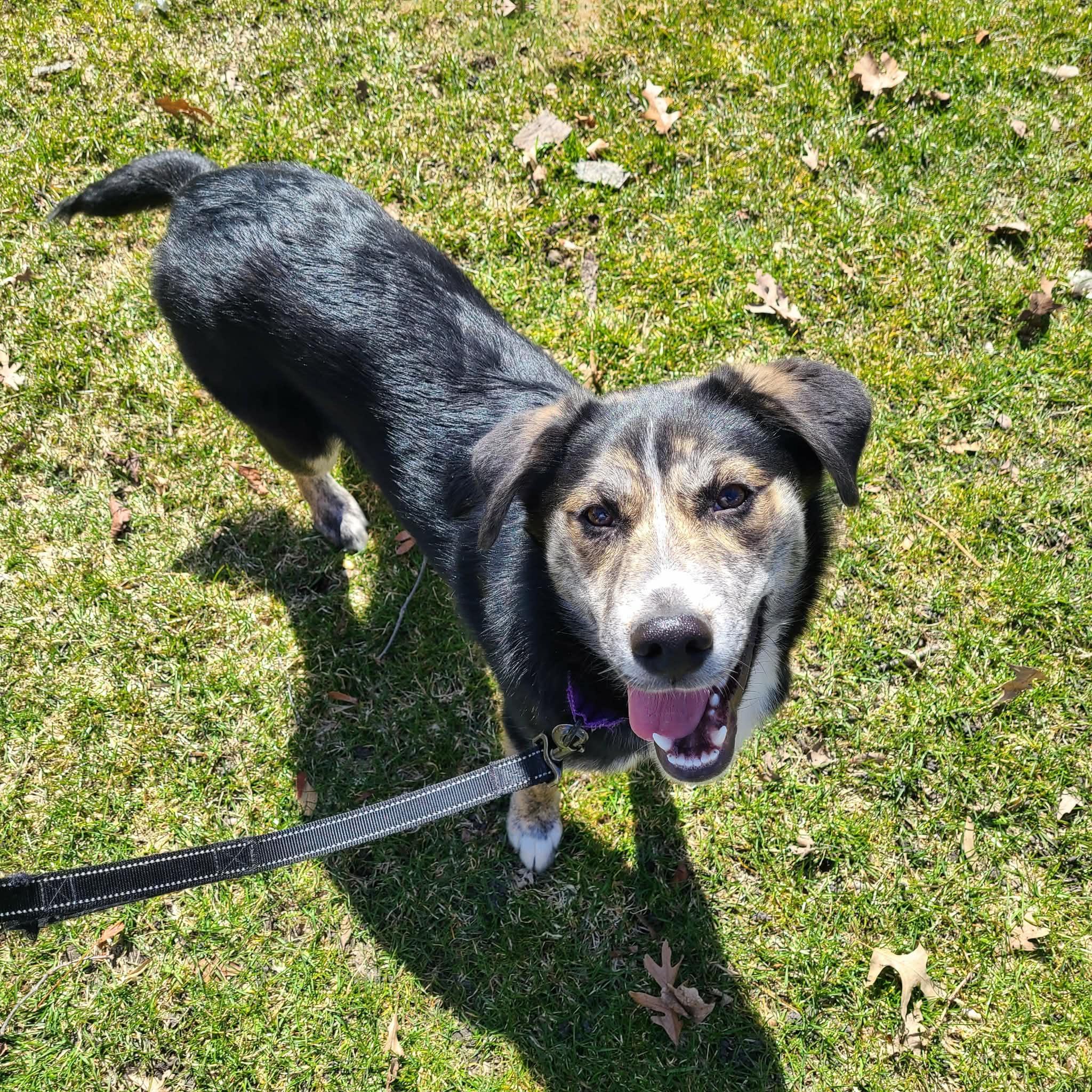 Enlarge Holly, a ADOPTABLE mixed breed in Grand Rapids, MI image 1/4
