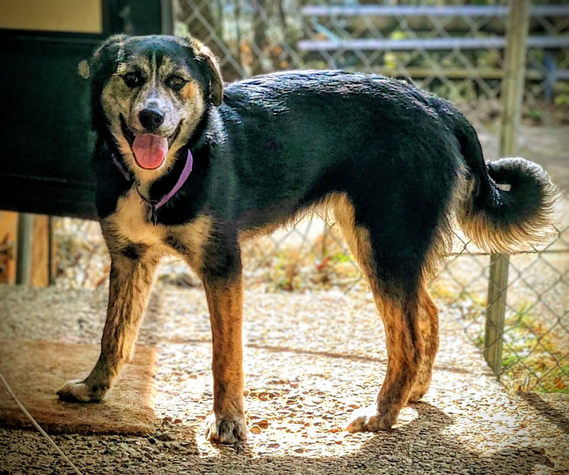 Enlarge Holly, a ADOPTABLE mixed breed in Grand Rapids, MI image 2/3