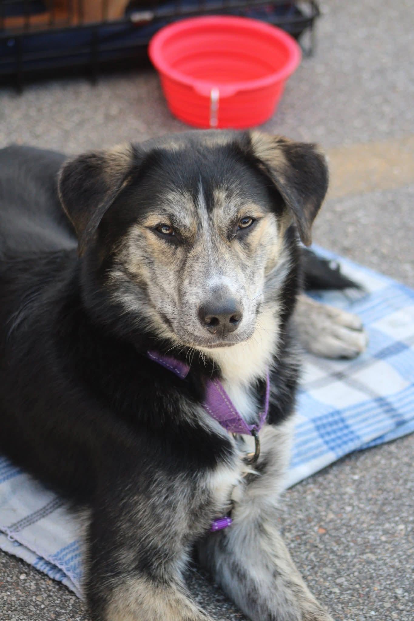 Enlarge Holly, an adopted mixed breed in Grand Rapids, MI image 1/5
