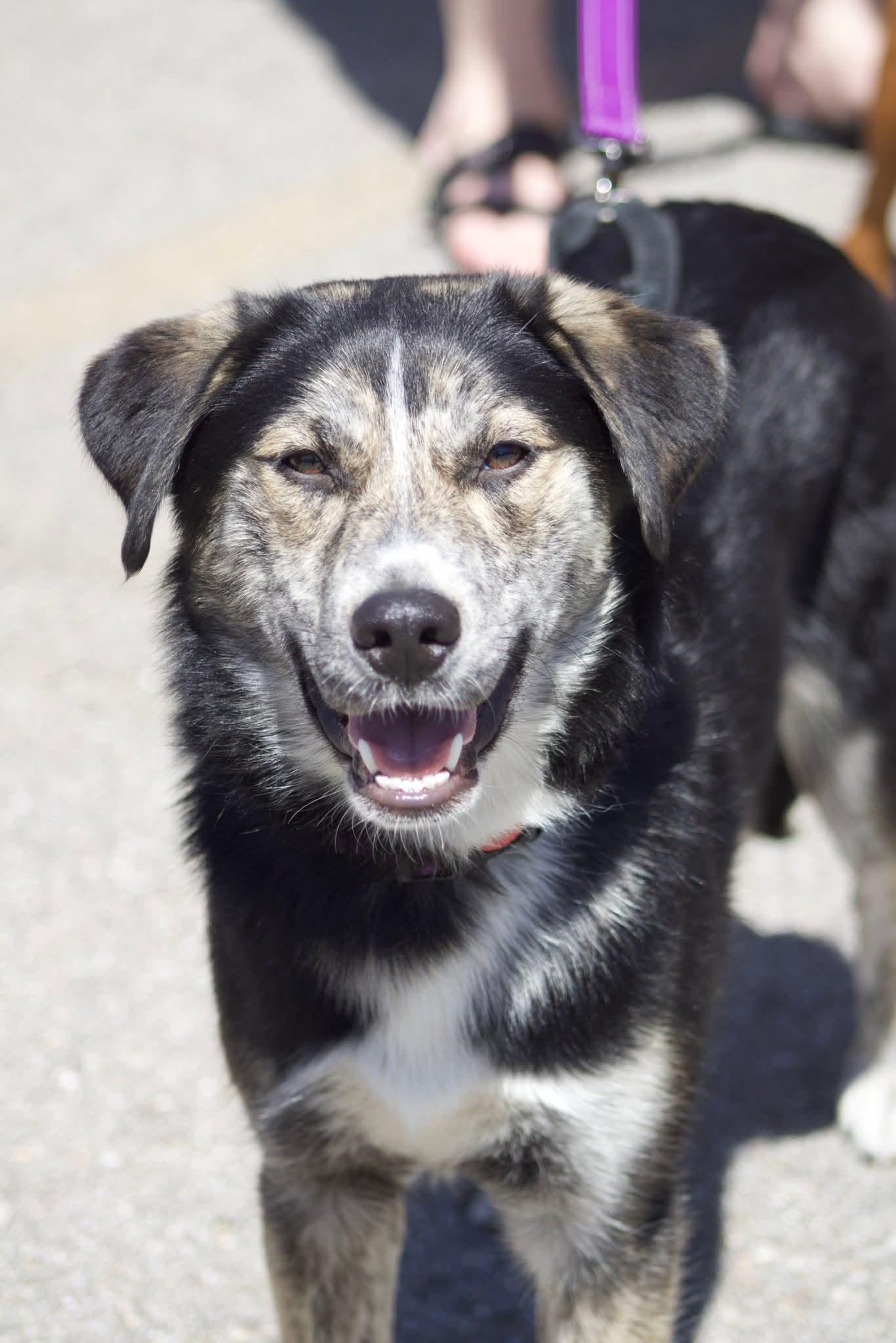 Enlarge Holly, an adopted mixed breed in Grand Rapids, MI image 2/5