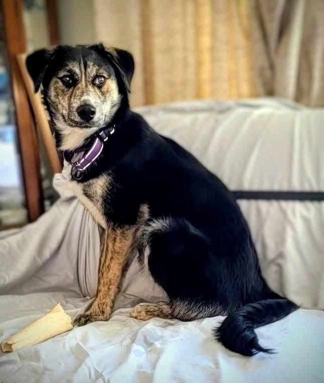 Enlarge Holly, a ADOPTABLE mixed breed in Grand Rapids, MI image 3/3