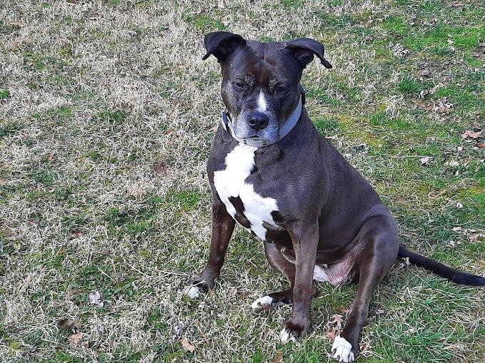 Lexi, a Adoptable mixed breed in Westminster, MD image 1/3