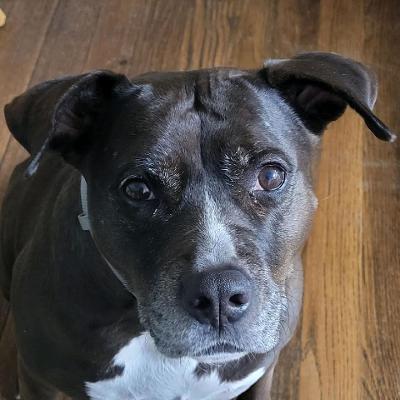 Lexi, a Adoptable mixed breed in Westminster, MD image 2/3