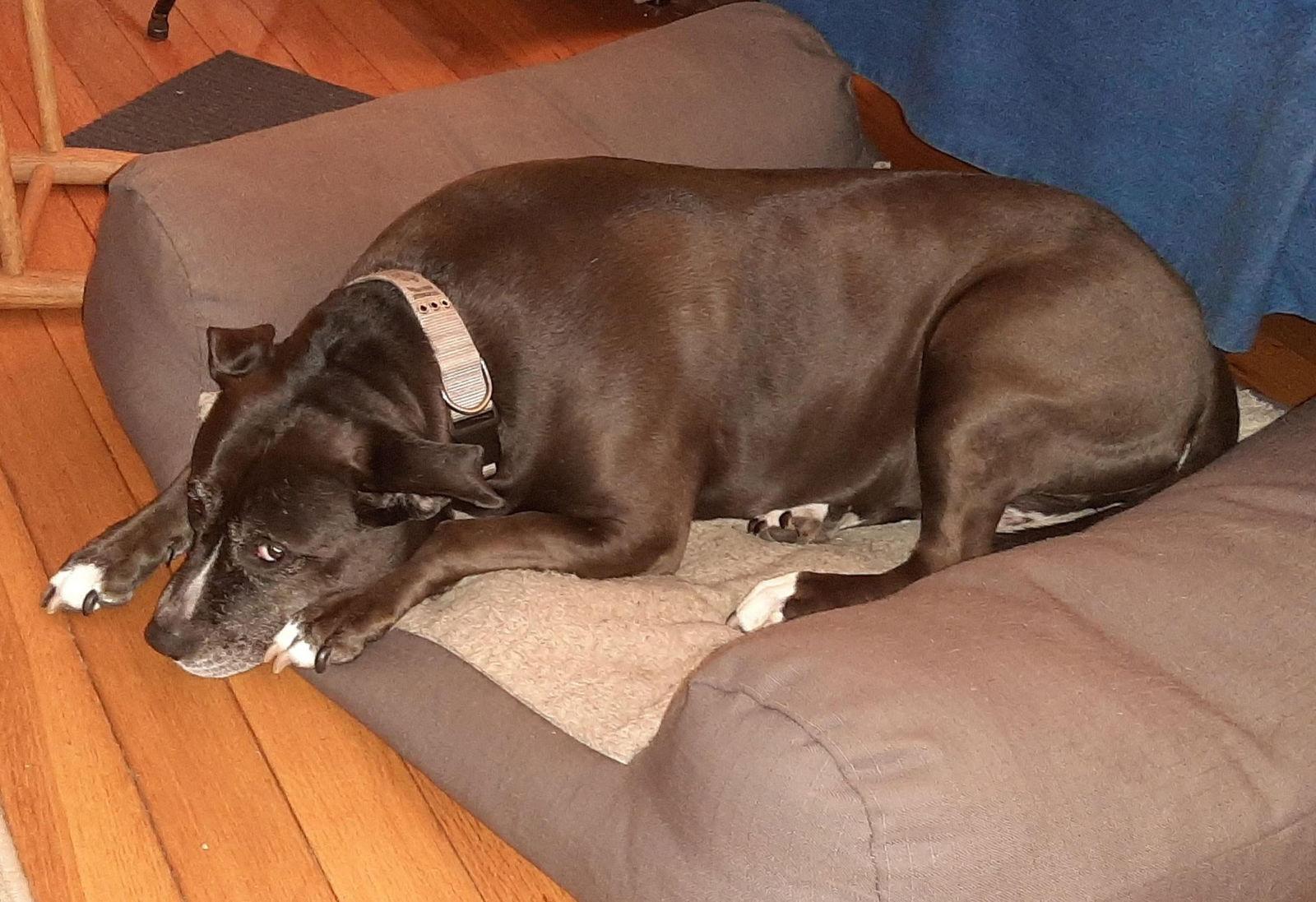 Lexi, a Adoptable mixed breed in Westminster, MD image 3/3