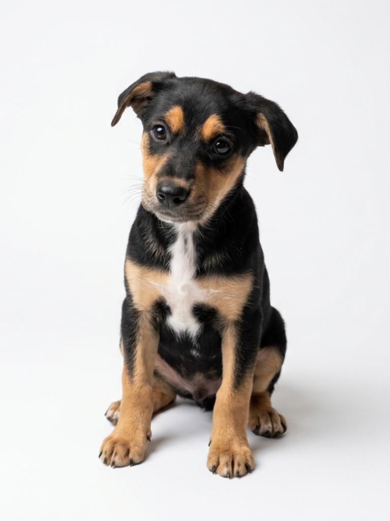 Archie, Adoptable, Puppy Male Shepherd & Mixed Breed.