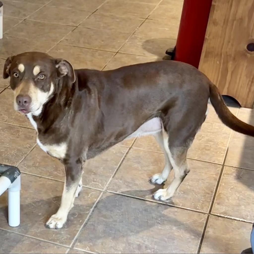 Enlarge Hershey, a Adoptable mixed breed in Dallas, TX image 1/2
