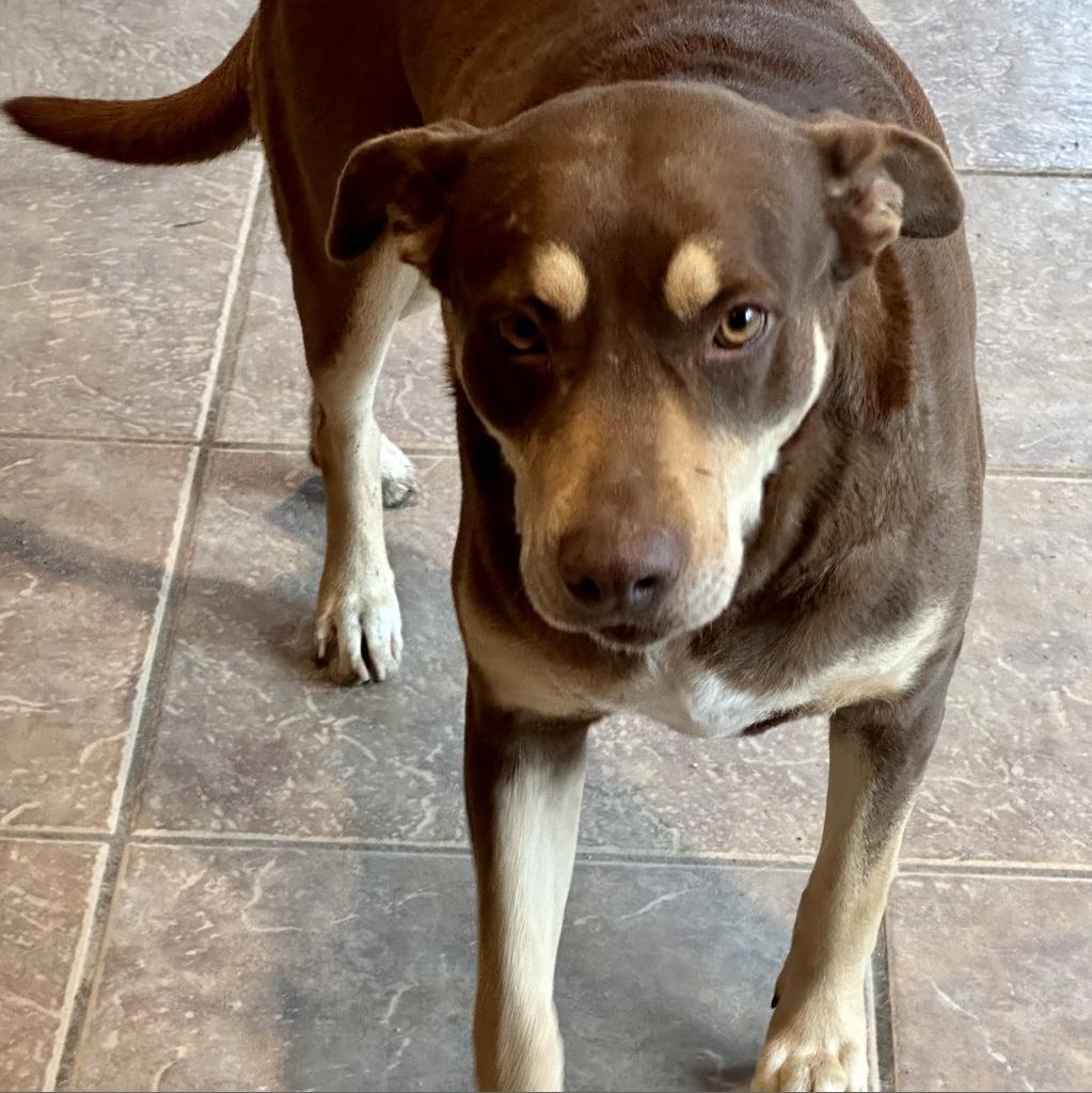 Enlarge Hershey, a Adoptable mixed breed in Dallas, TX image 2/2