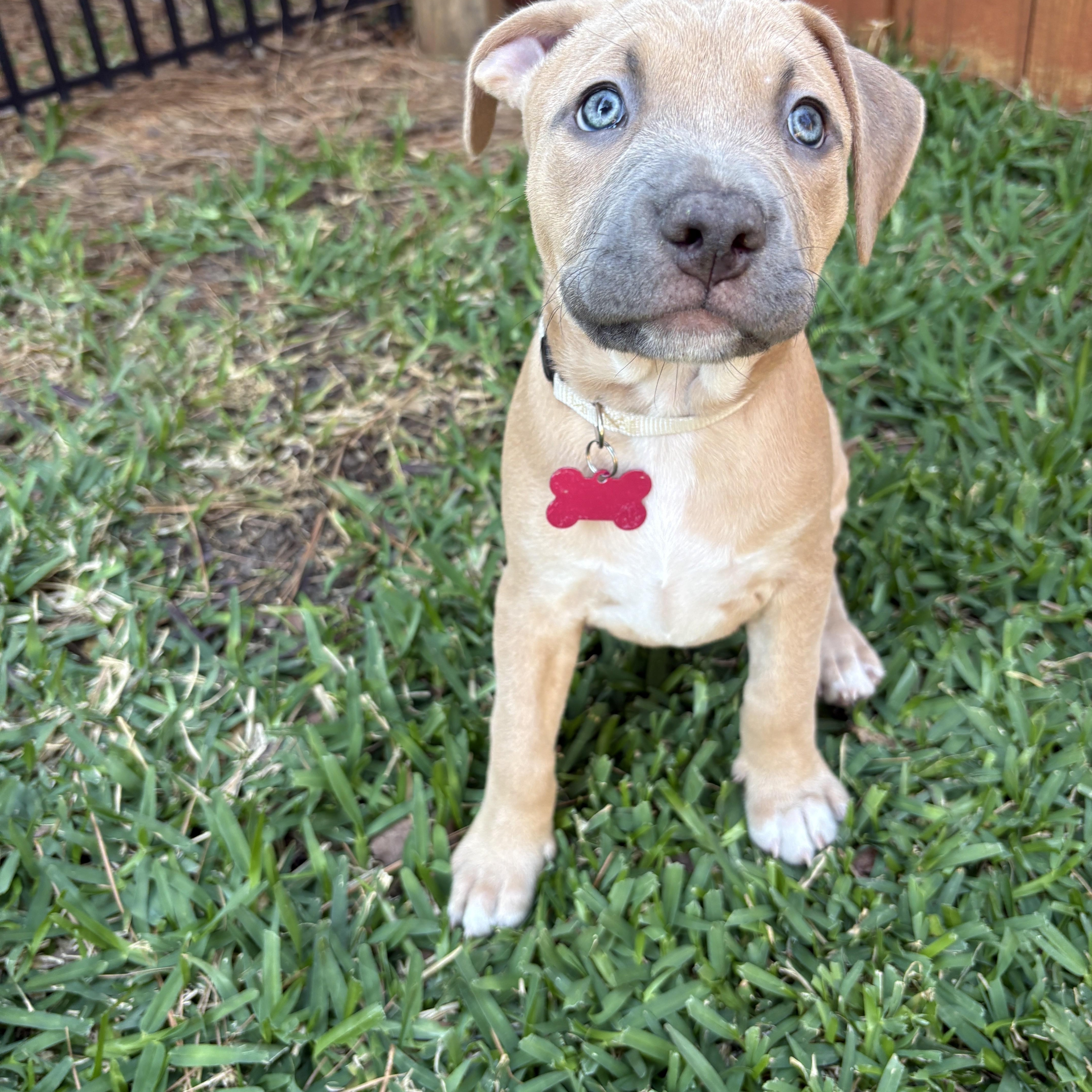 Sadie — thumbnail 2