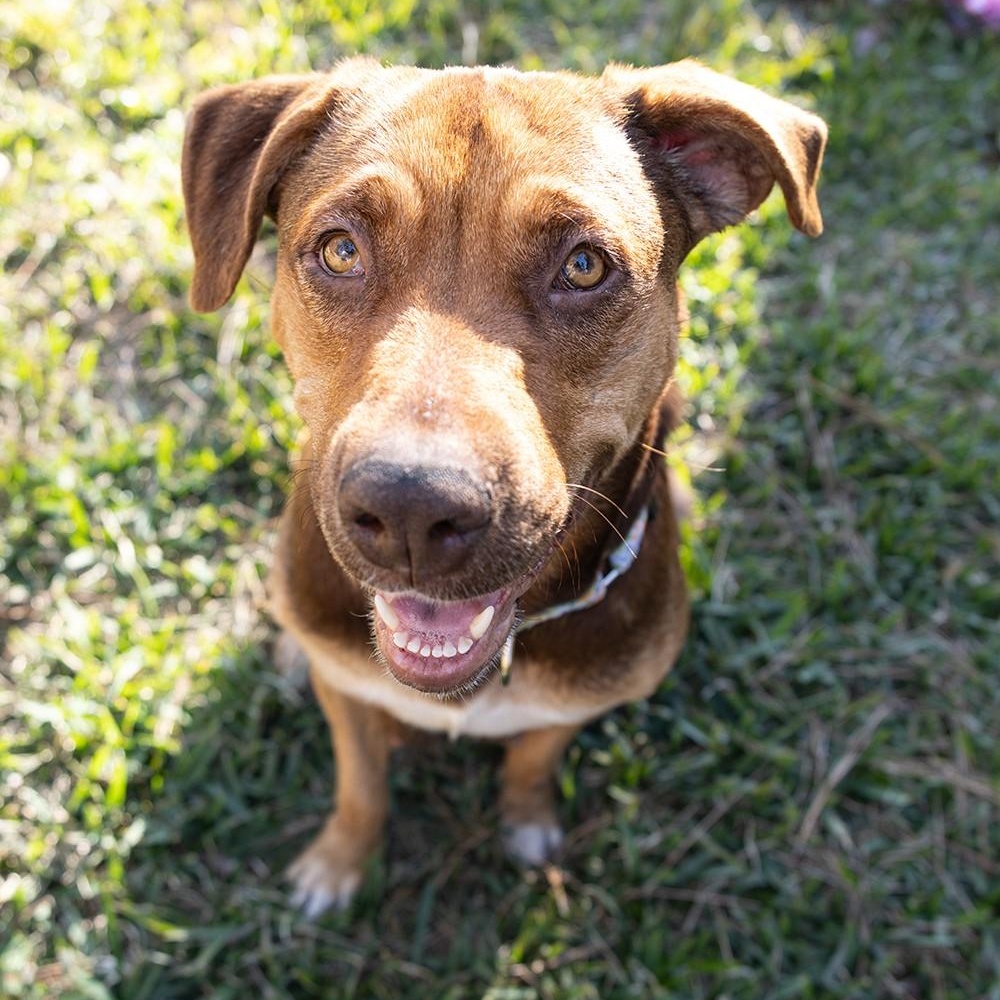 Sadie — thumbnail 3