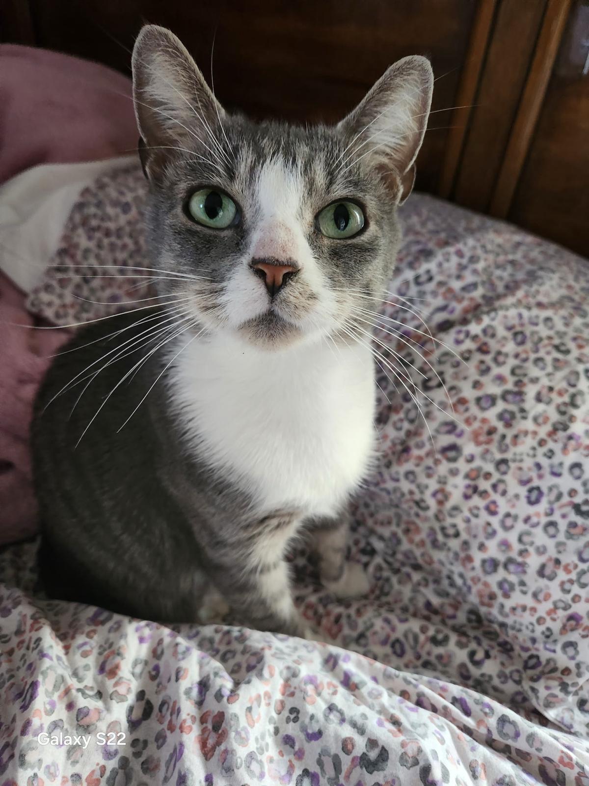 Enlarge Nova, a ADOPTABLE Domestic Short Hair in Brooklyn, NY image 2/3