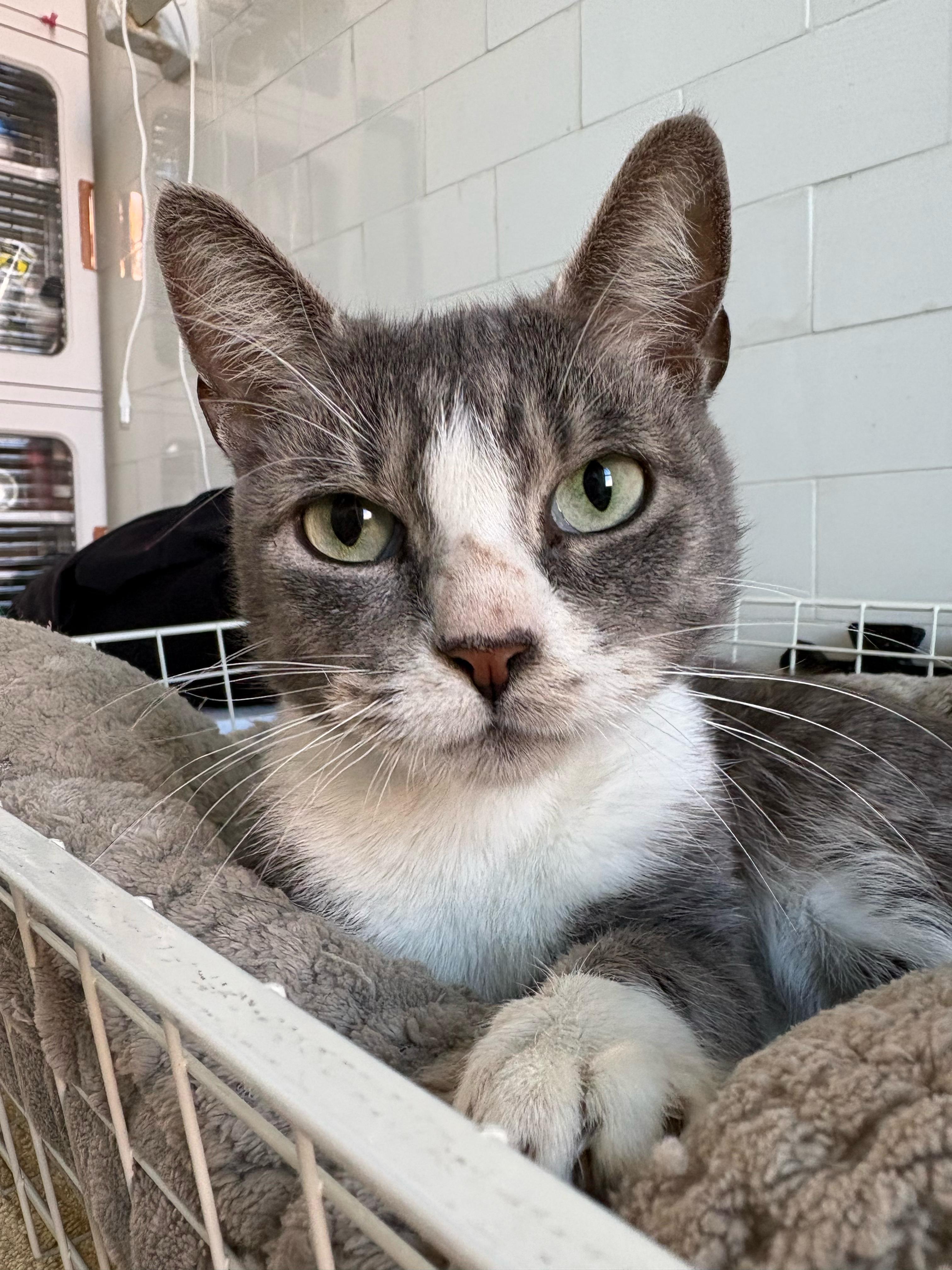 Enlarge Nova, a ADOPTABLE Domestic Short Hair in Brooklyn, NY image 3/3