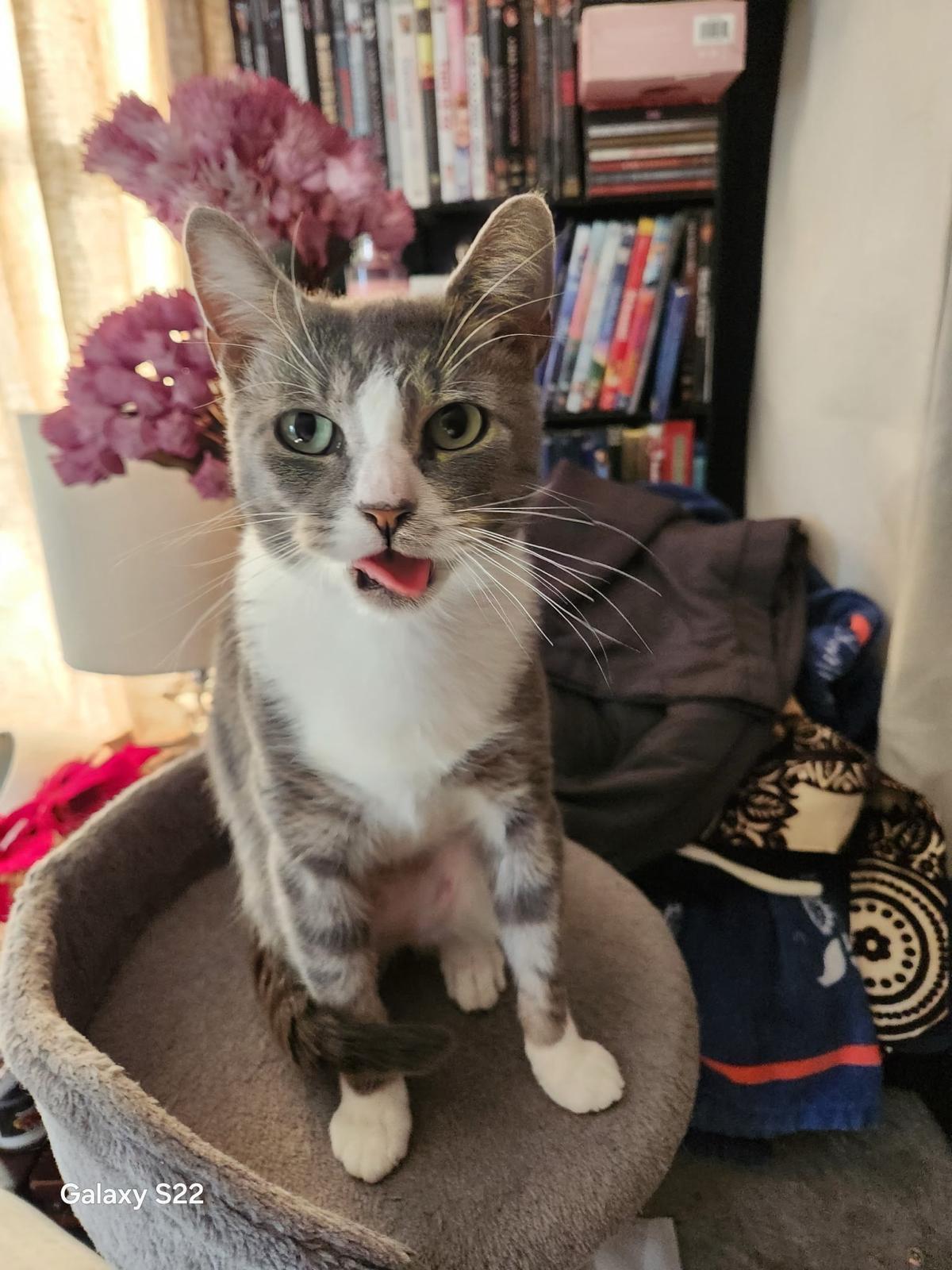 Nova, ADOPTABLE, Adult Female Domestic Short Hair.