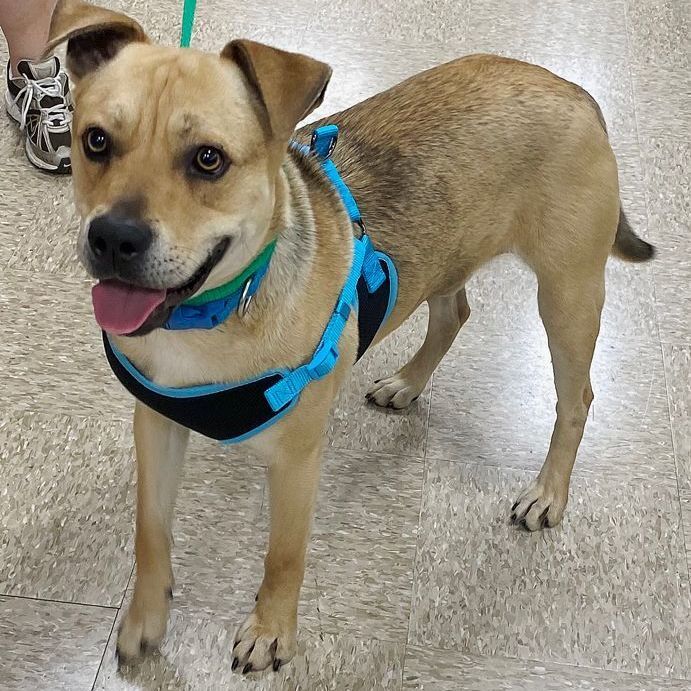 Enlarge Rico, a Adoptable mixed breed in Oklahoma City, OK image 5/6