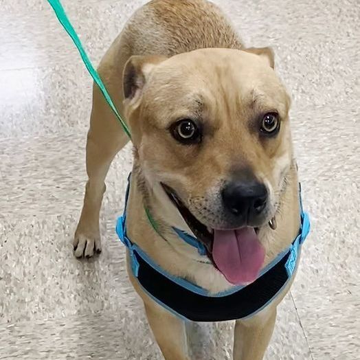 Enlarge Rico, a Adoptable mixed breed in Oklahoma City, OK image 6/6