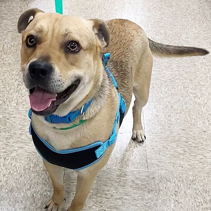 Enlarge Rico, a Adoptable mixed breed in Oklahoma City, OK image 1/6