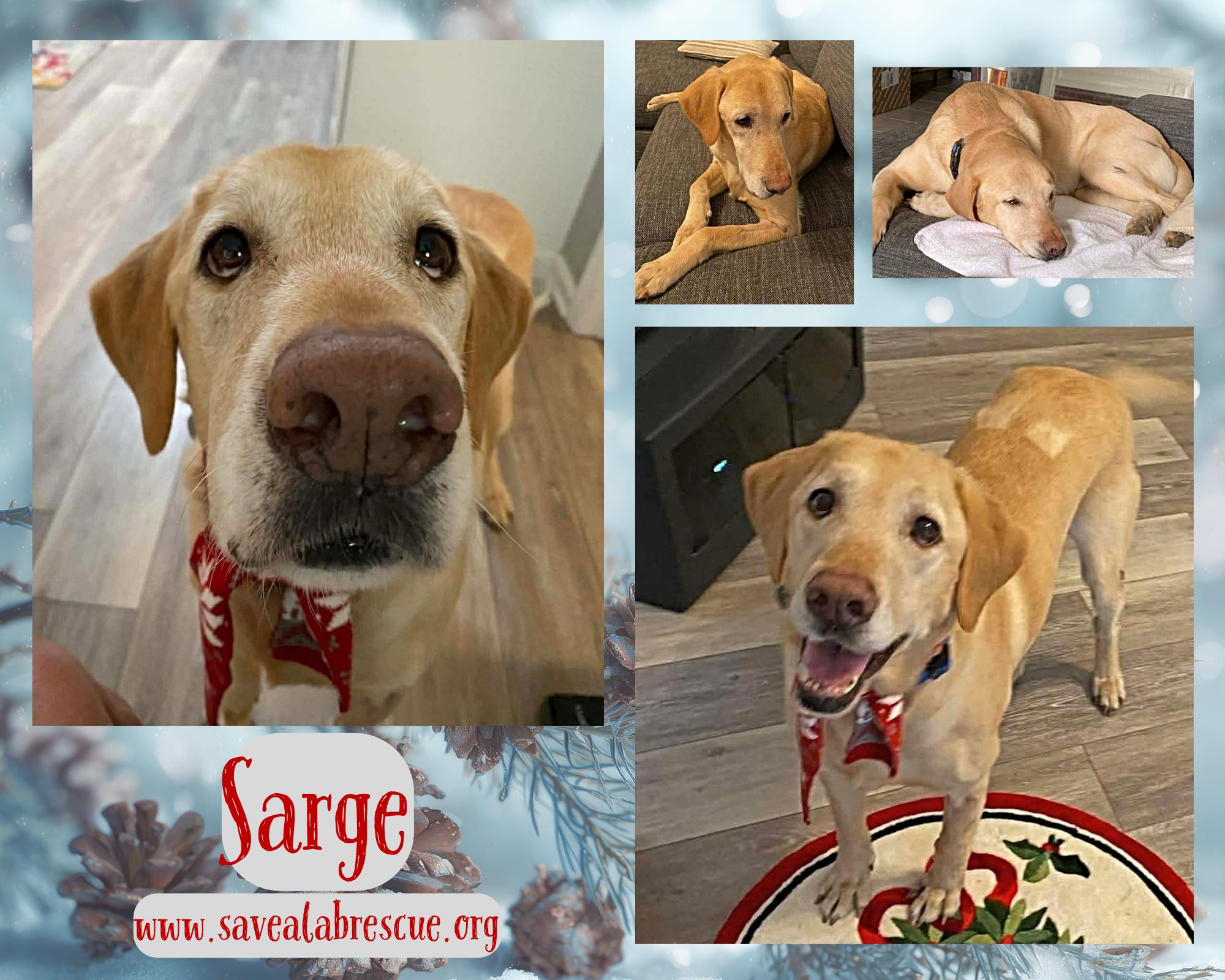 Sarge, ADOPTABLE, Adult Male Labrador Retriever & Yellow Labrador Retriever.