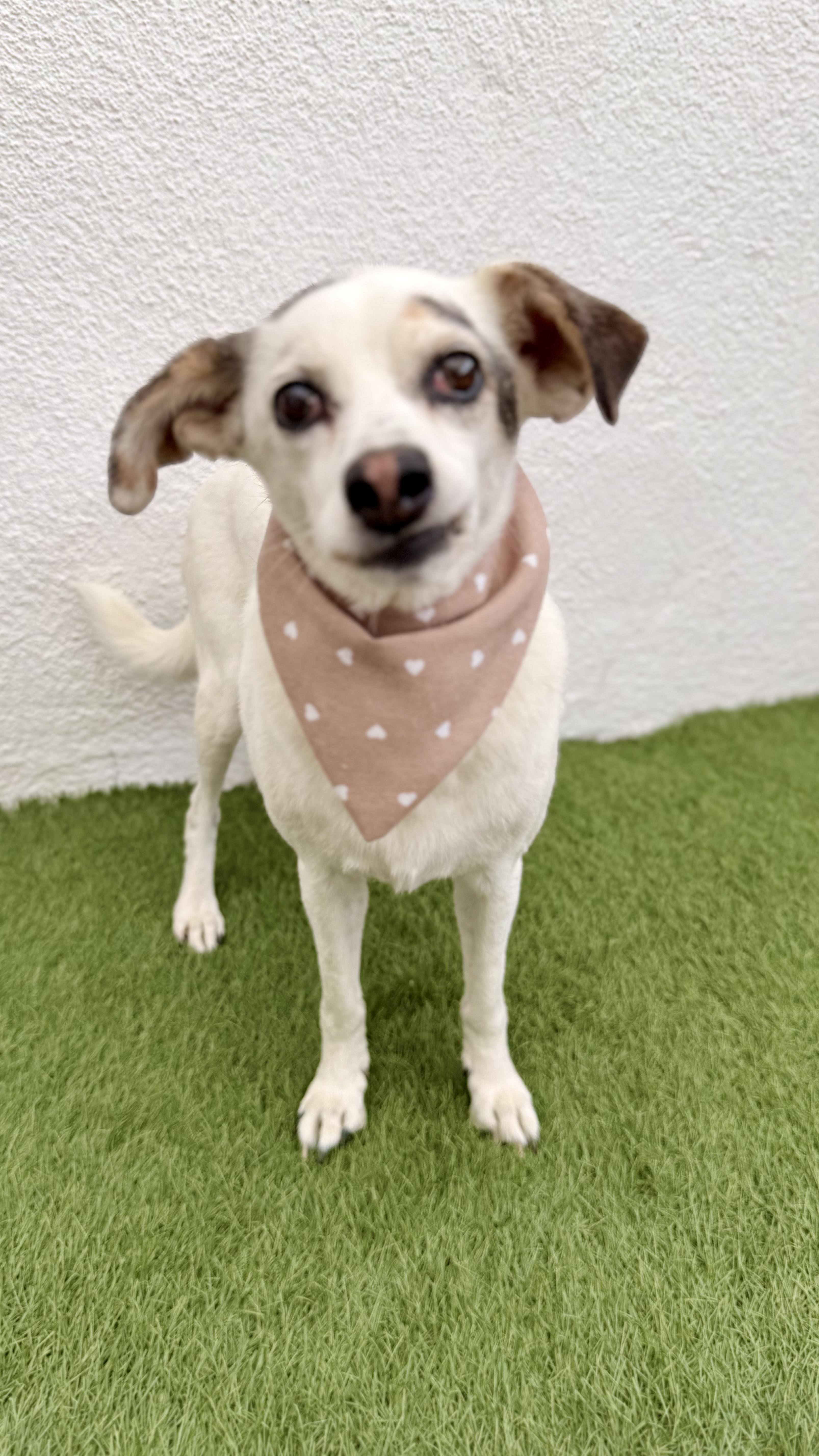 PALOMITA, an adoptable Papillon, Chihuahua in San Diego, CA, 92128 | Photo Image 5