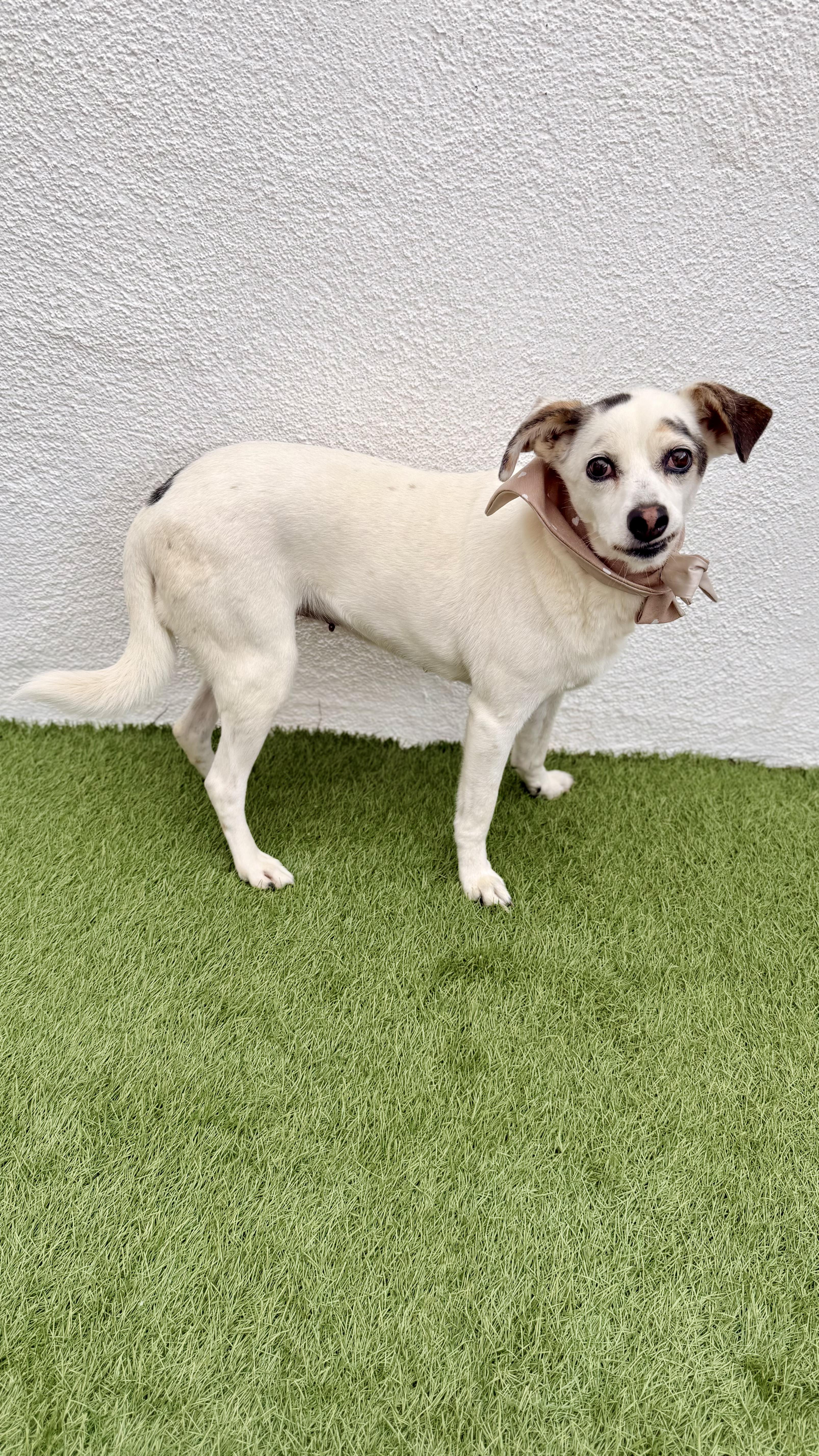PALOMITA, an adoptable Papillon, Chihuahua in San Diego, CA, 92128 | Photo Image 4