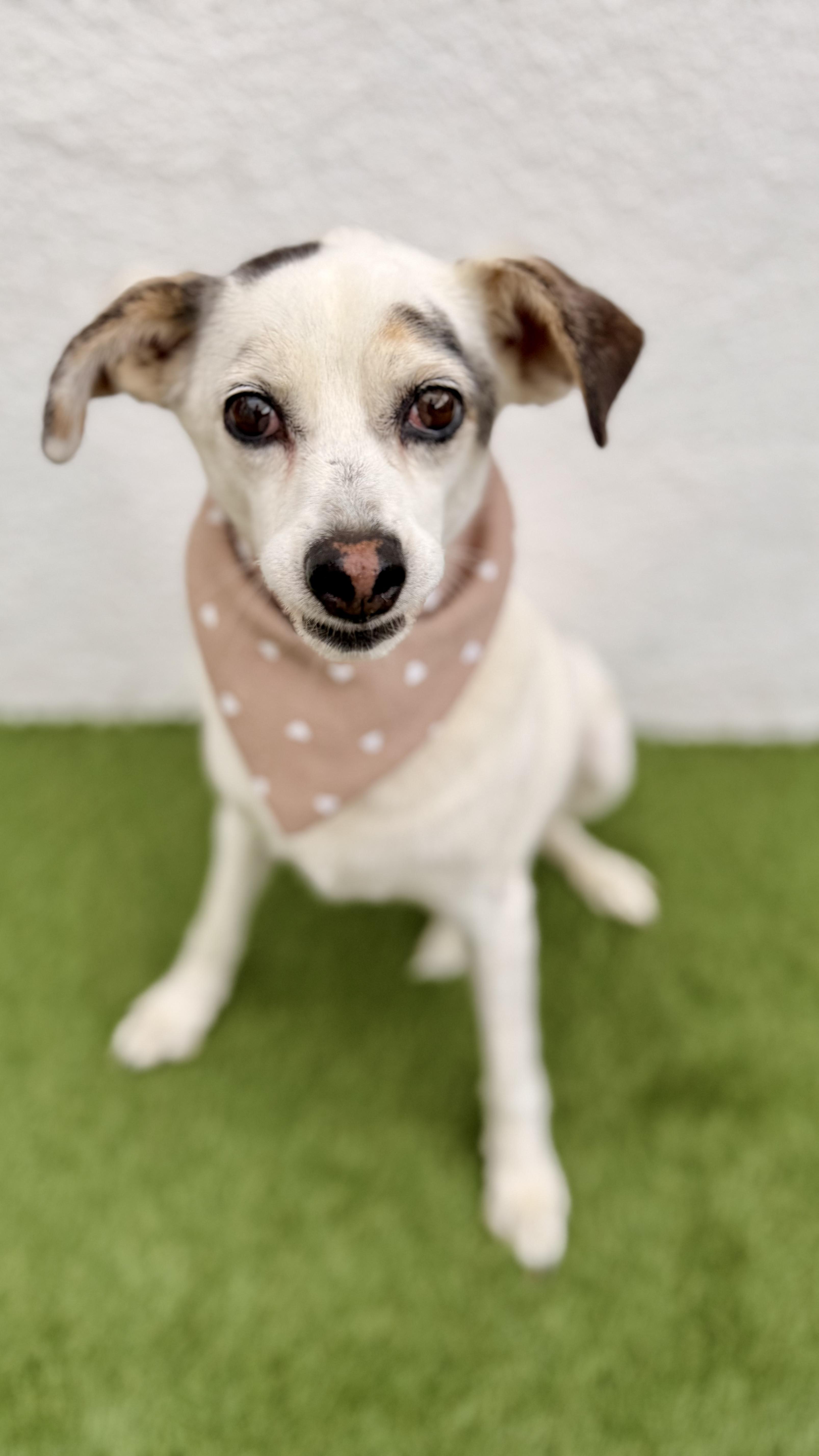 PALOMITA, an adoptable Papillon, Chihuahua in San Diego, CA, 92128 | Photo Image 3