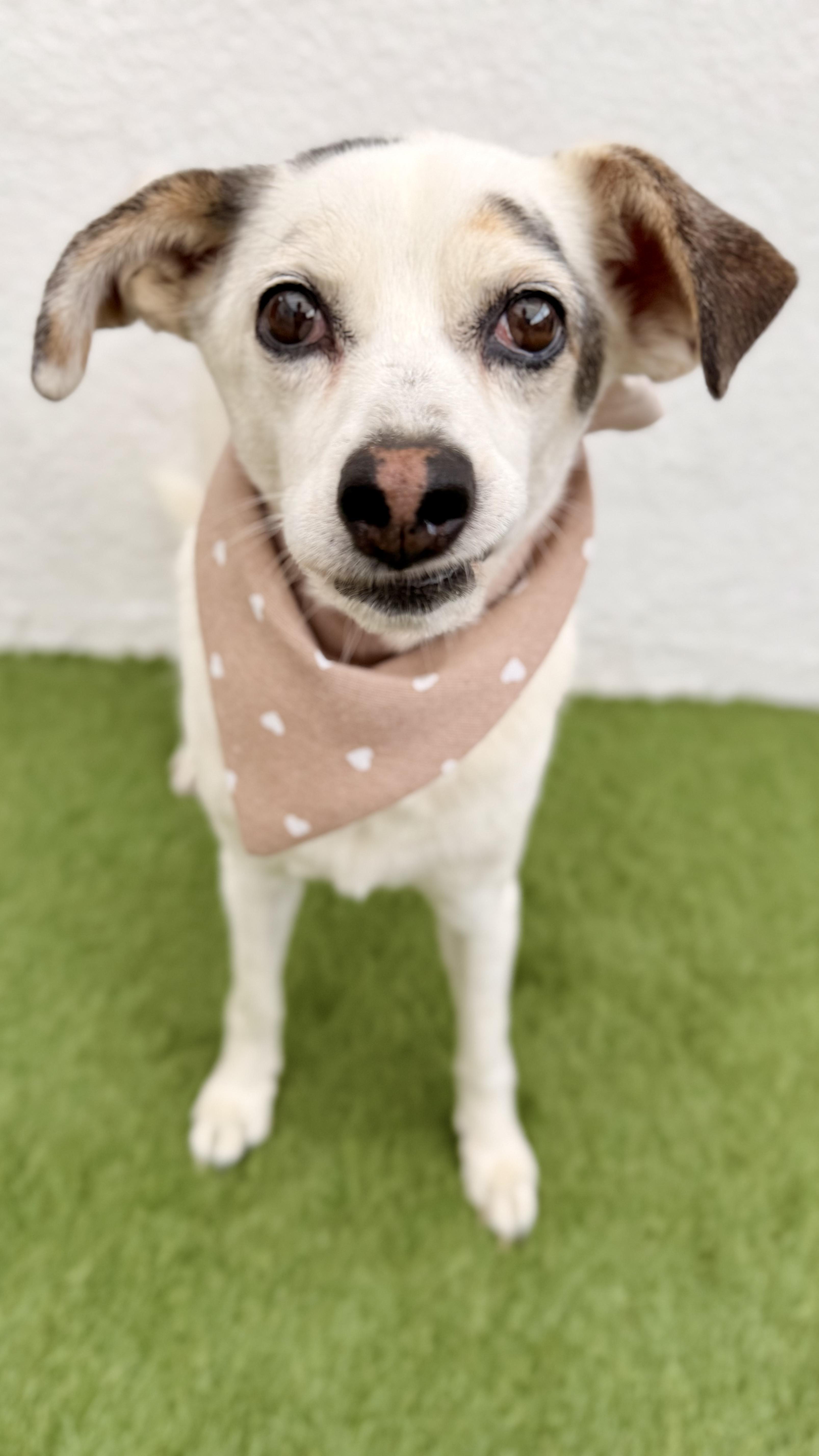 Enlarge PALOMITA, a Adoptable mixed breed in San Diego, CA image 2/6