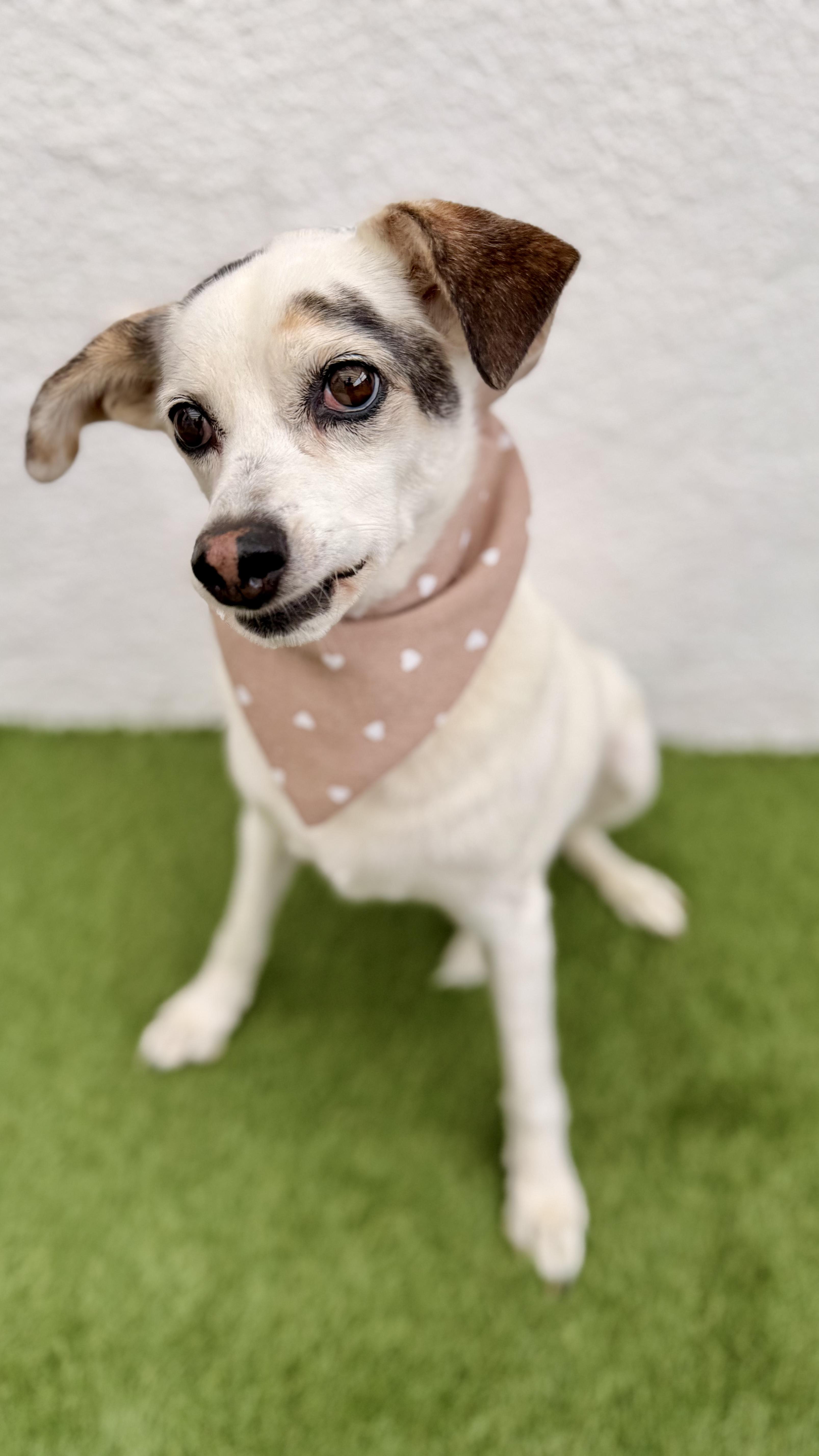 PALOMITA, an adoptable Papillon, Chihuahua in San Diego, CA, 92128 | Photo Image 6