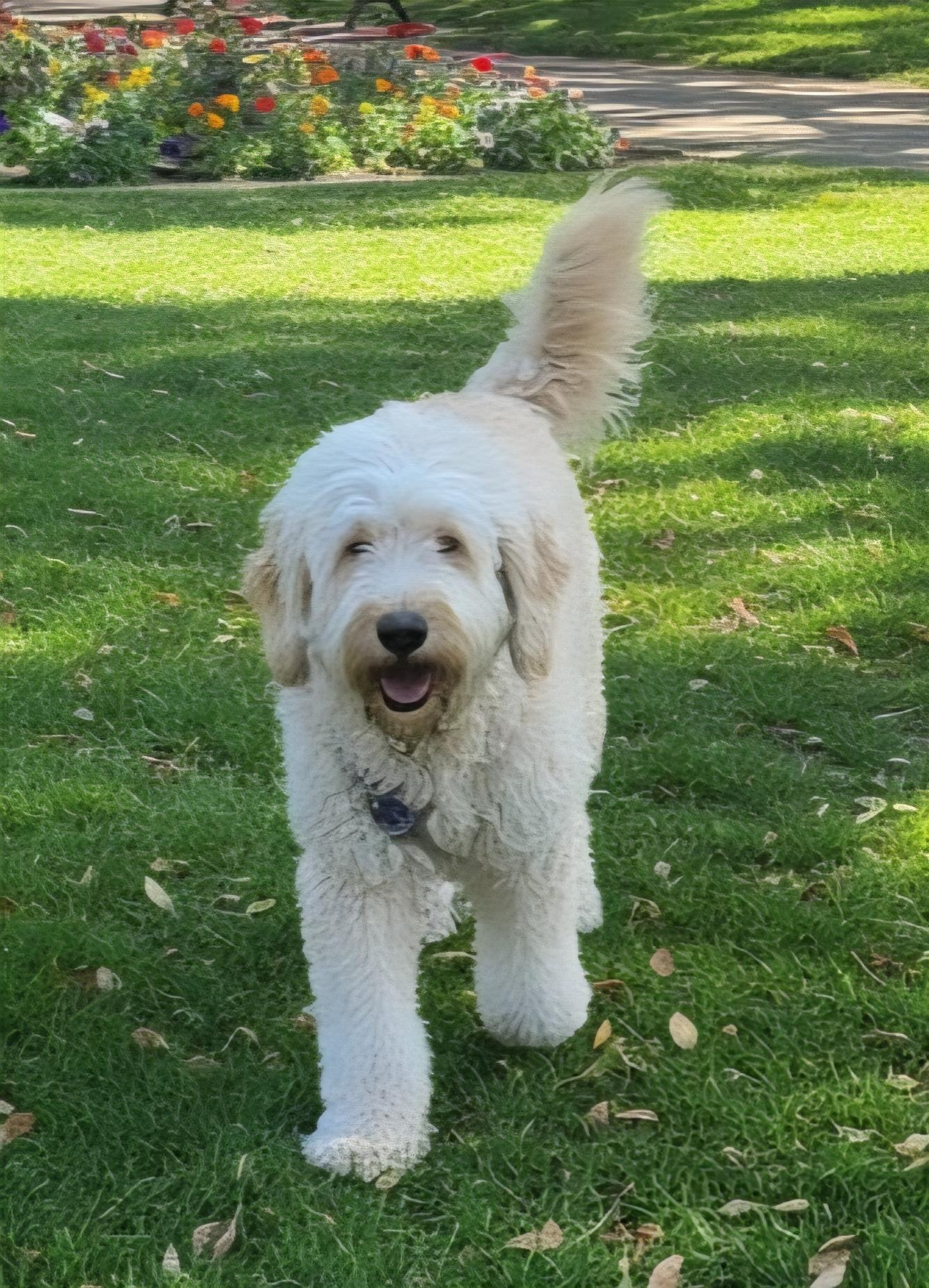 Max, a ADOPTABLE Goldendoodle in Hawthorne, CA image 1/3