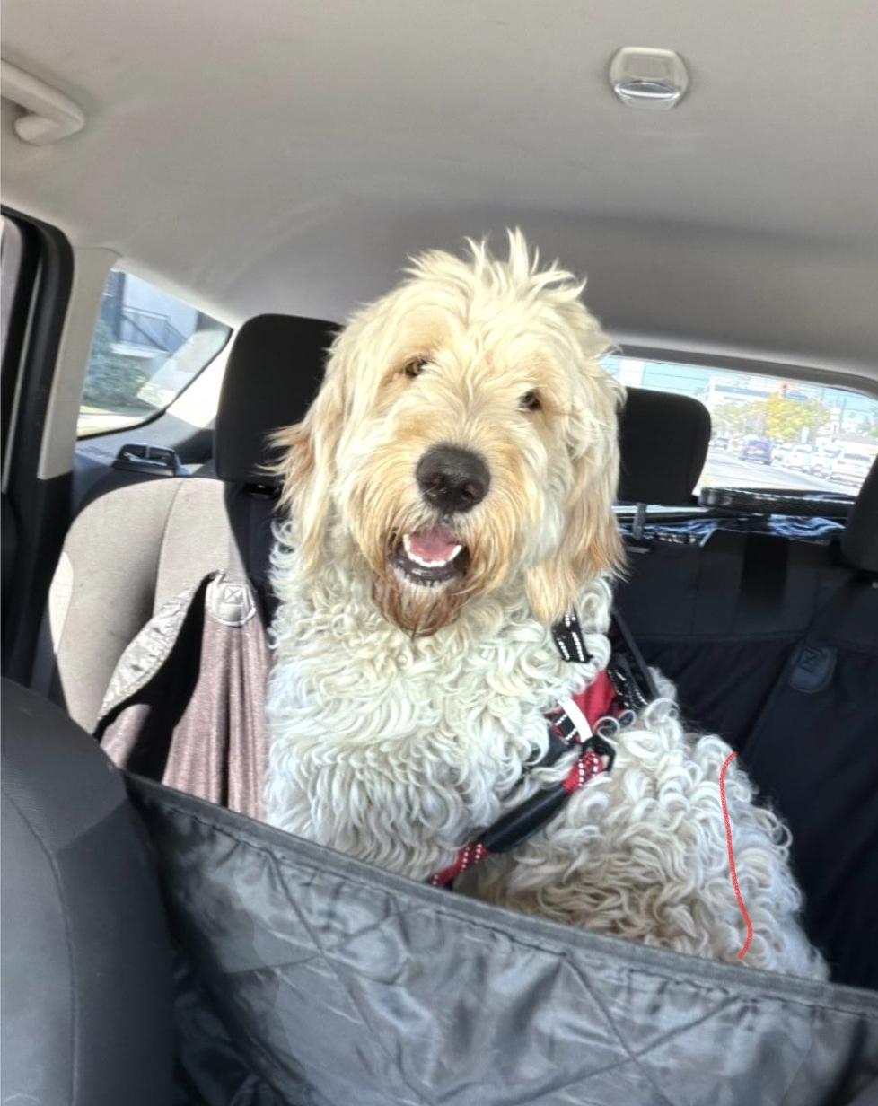 Max, a ADOPTABLE Goldendoodle in Hawthorne, CA image 2/3