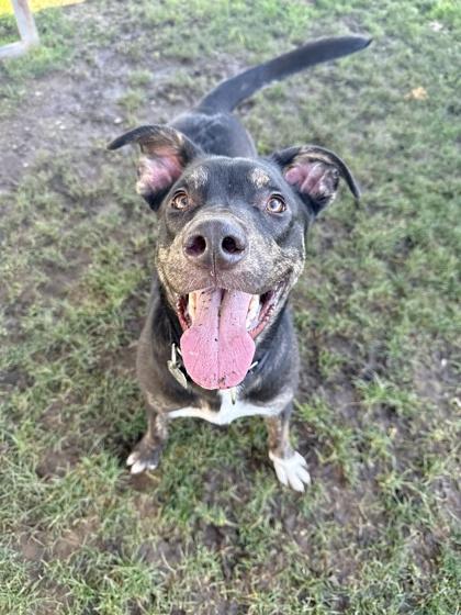 Enlarge JT, an adopted Mixed Breed in Roseburg, OR image 1/1