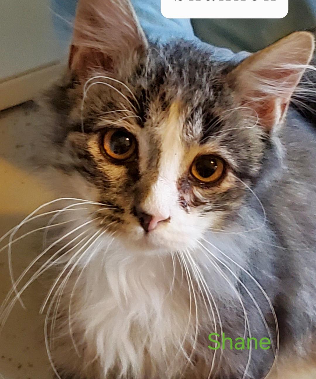 Shane, adopted, Young Female Tabby & Tuxedo.