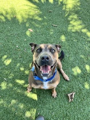 Madison, Adoptable, Adult Female Mixed Breed & Mixed Breed.