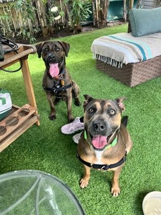Enlarge Madison, a Adoptable mixed breed in North Miami Beach, FL image 2/3