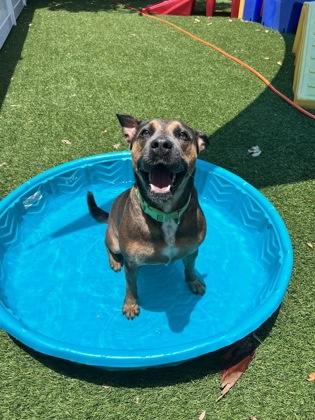 Enlarge Madison, a Adoptable mixed breed in North Miami Beach, FL image 3/3